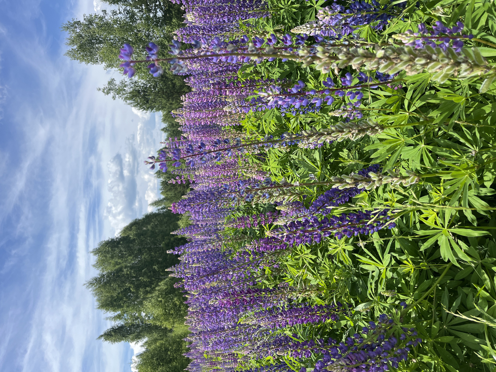 Lupine flowers bloom in Russian field under clear skies
