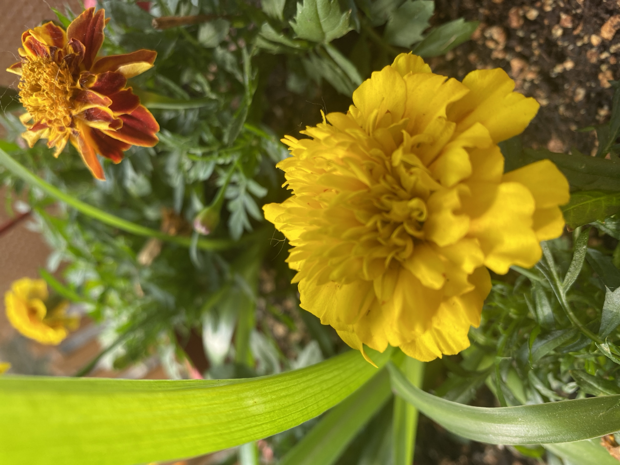 Vibrant marigolds in close-up, Pointe-Claire backyard garden