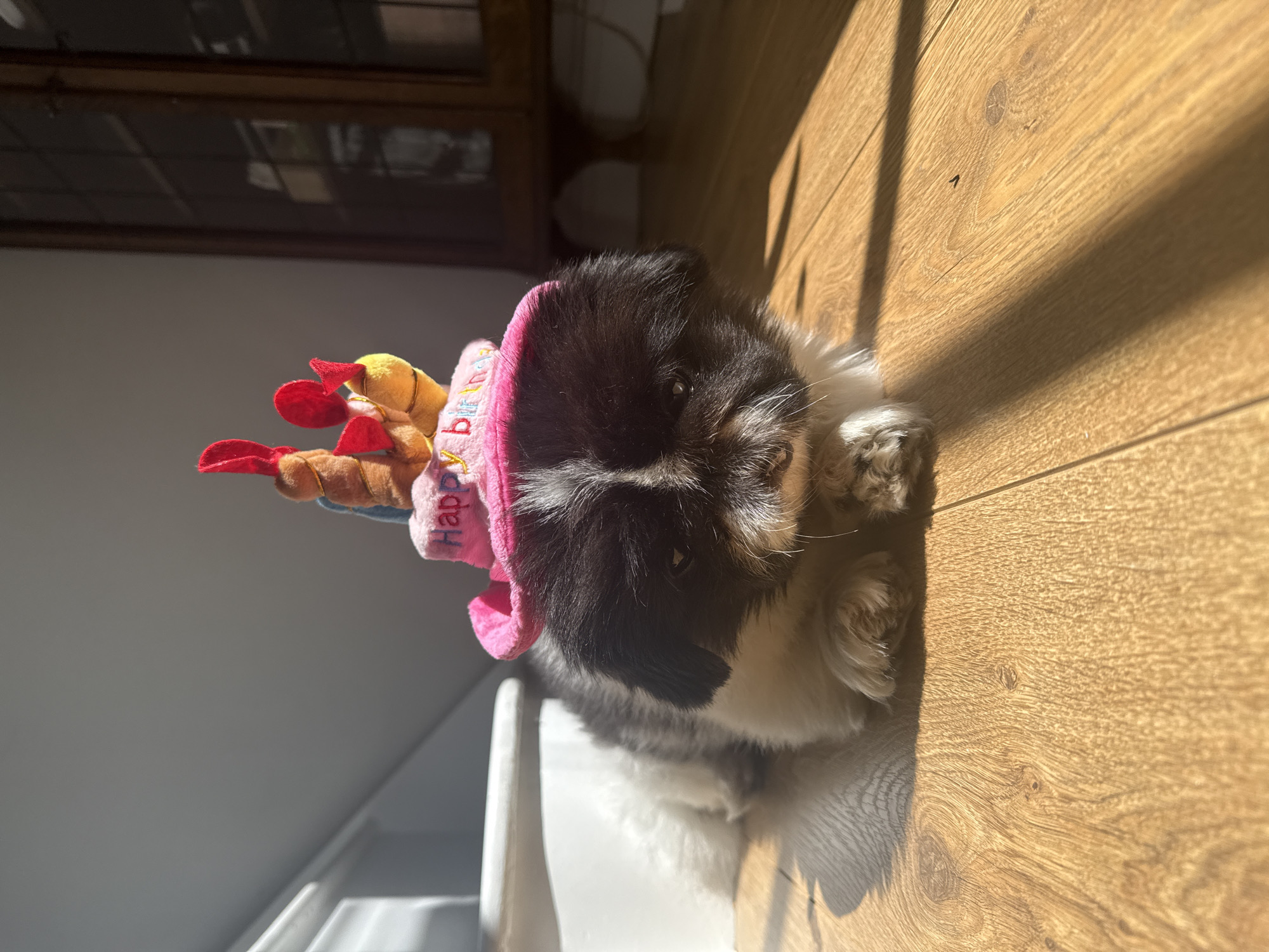 Dog celebrates birthday with pink hat in London home