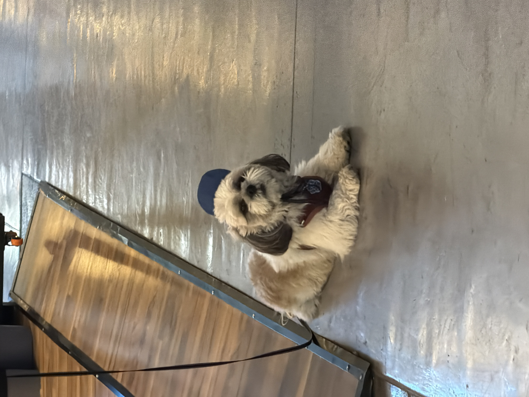 Dog in blue hat, Starbucks coffee with smiley face