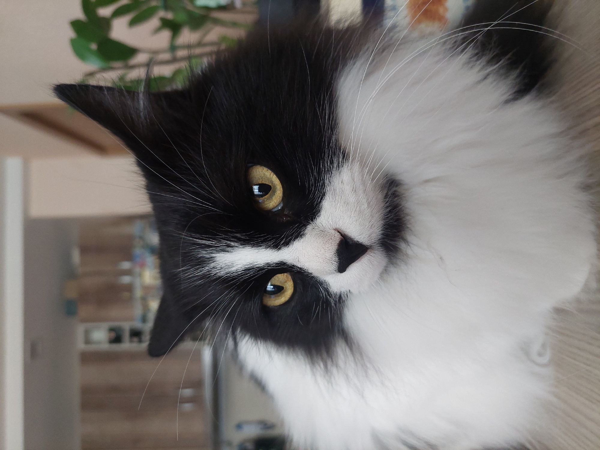 Black and white cat photographed in Plovdiv kitchen