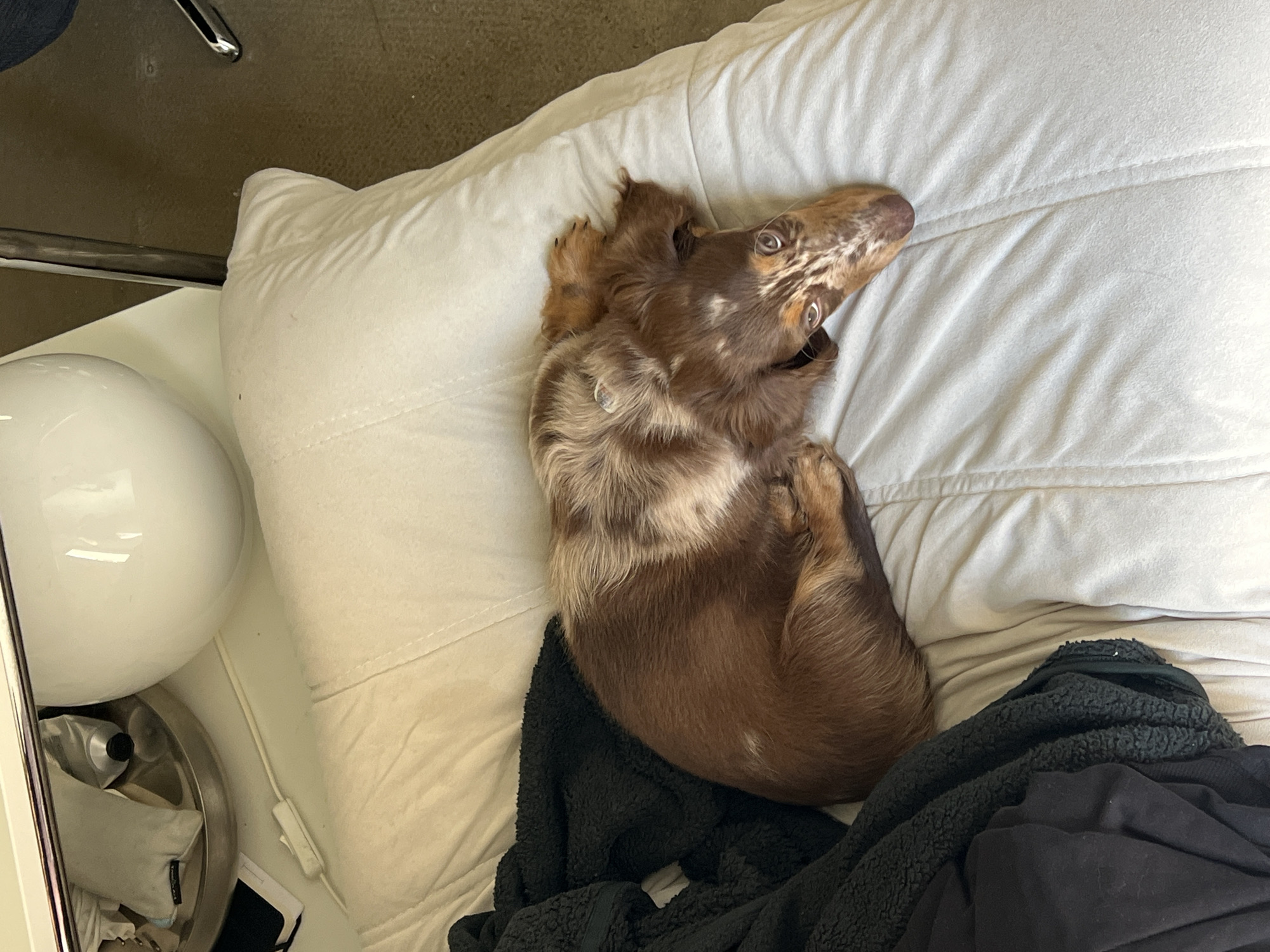 Dachshund photographed resting on pillow in Tel Aviv home