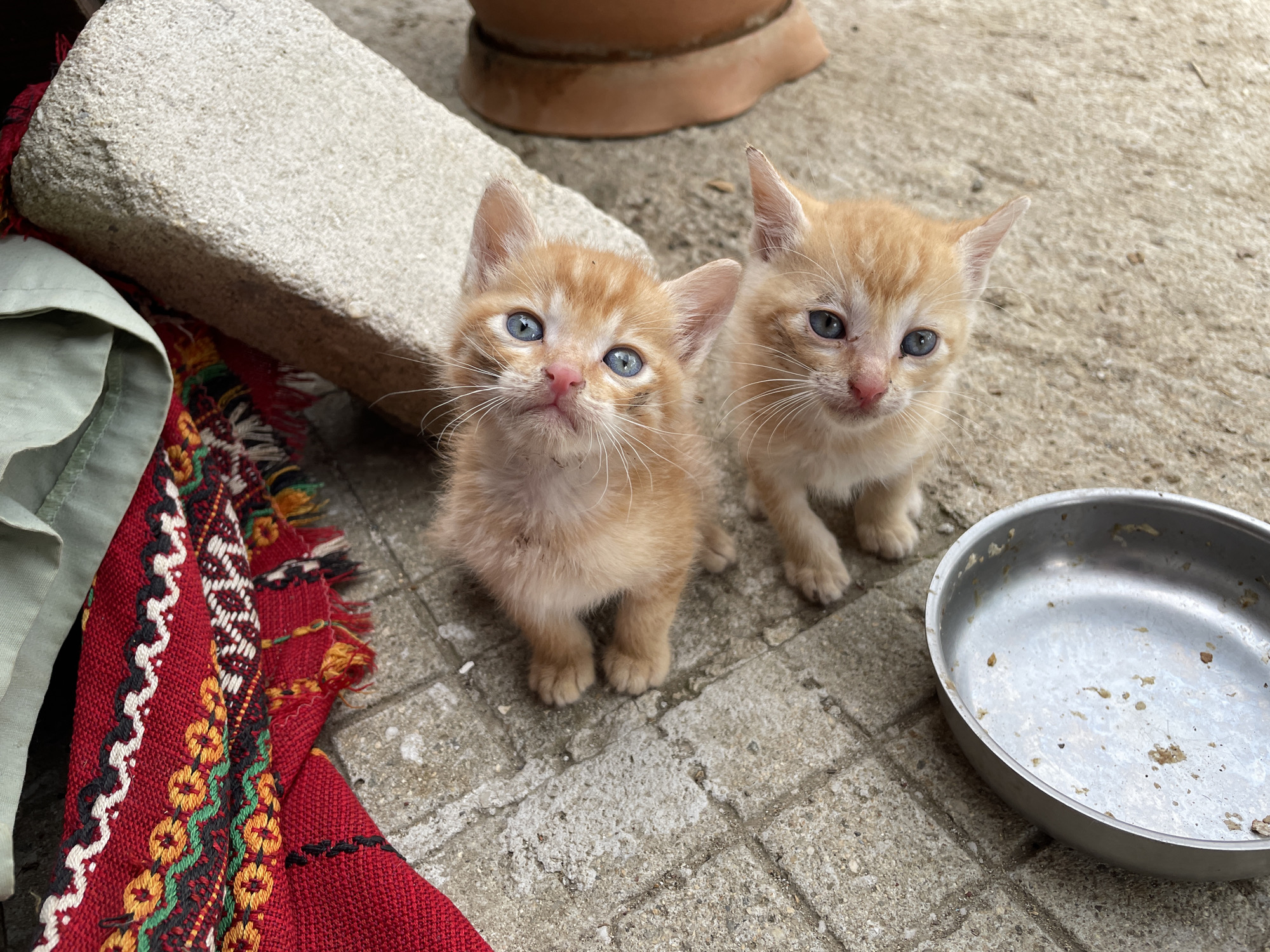 Kittens and dogs spotted around rural Zlatograd, Bulgaria