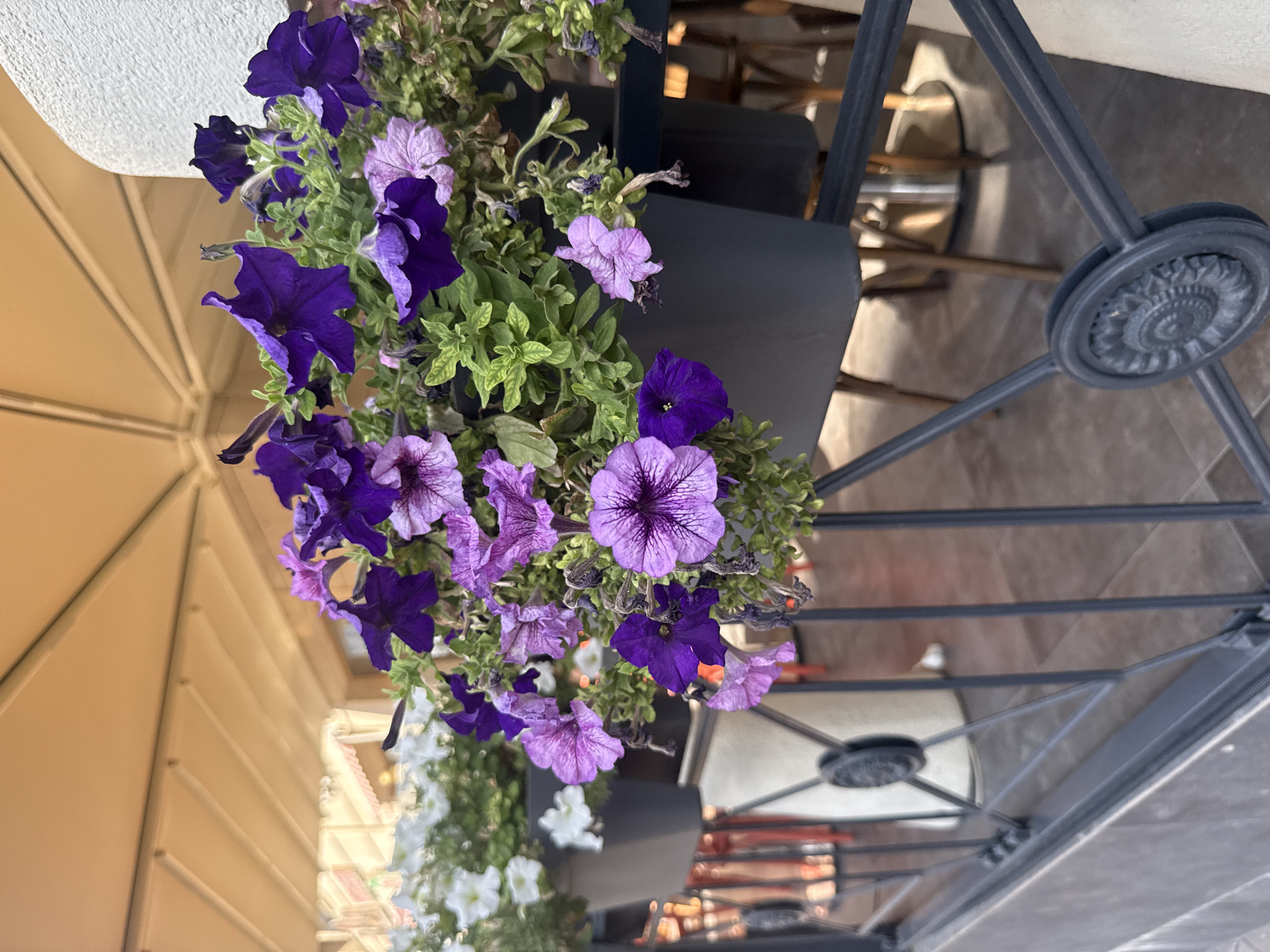 Street-level snapshots of shops, flowers, and signage in Bishkek