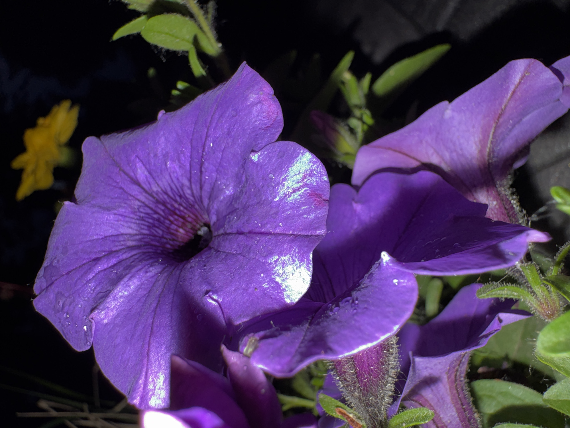 Evening photography walk captures Kyiv landmarks and flowers