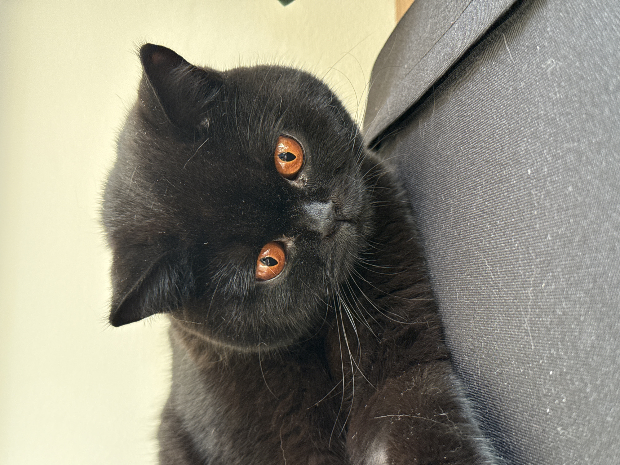 Cat watches morning foliage through window in London building