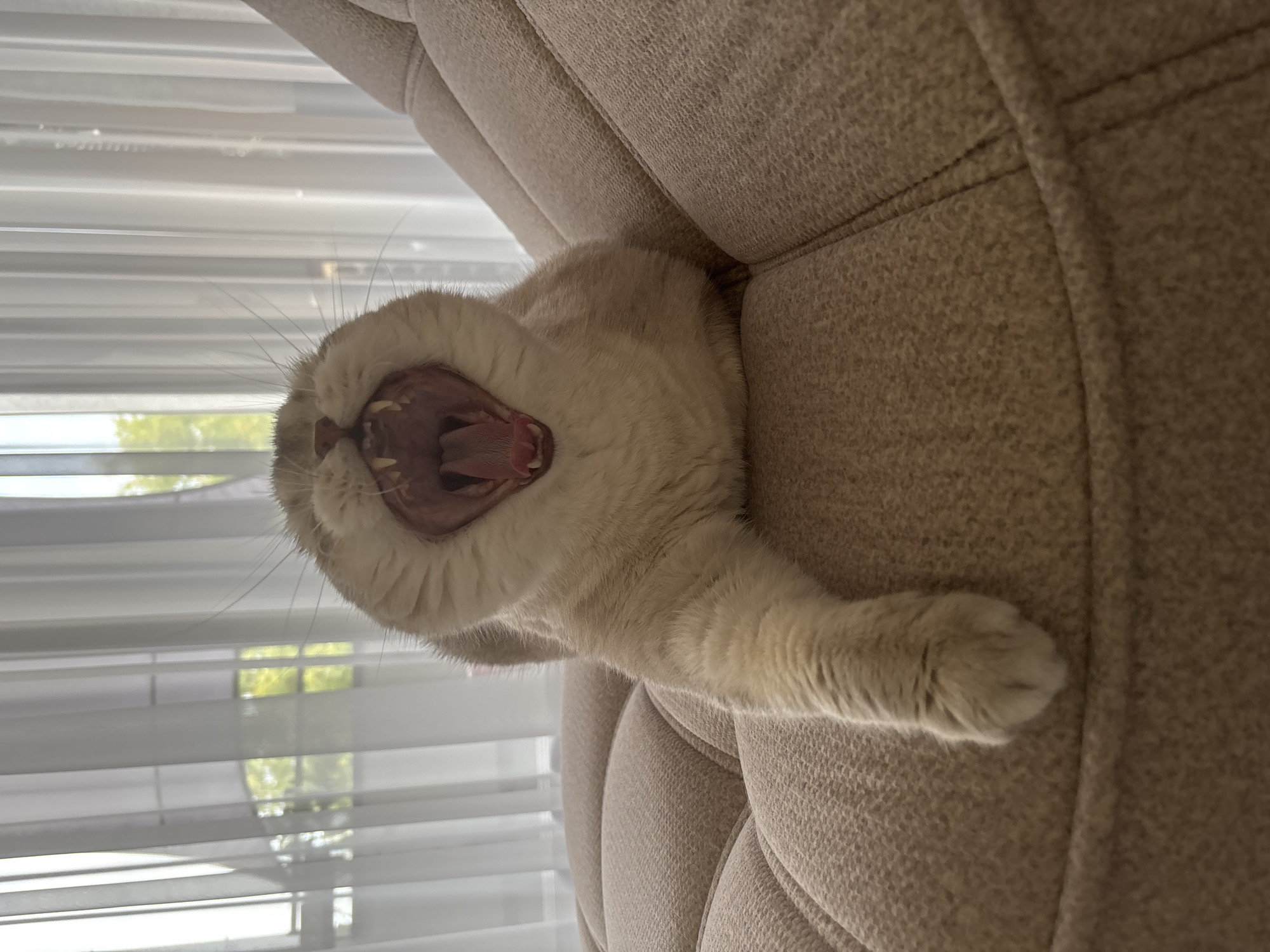 Cat observed resting and yawning on beige furniture