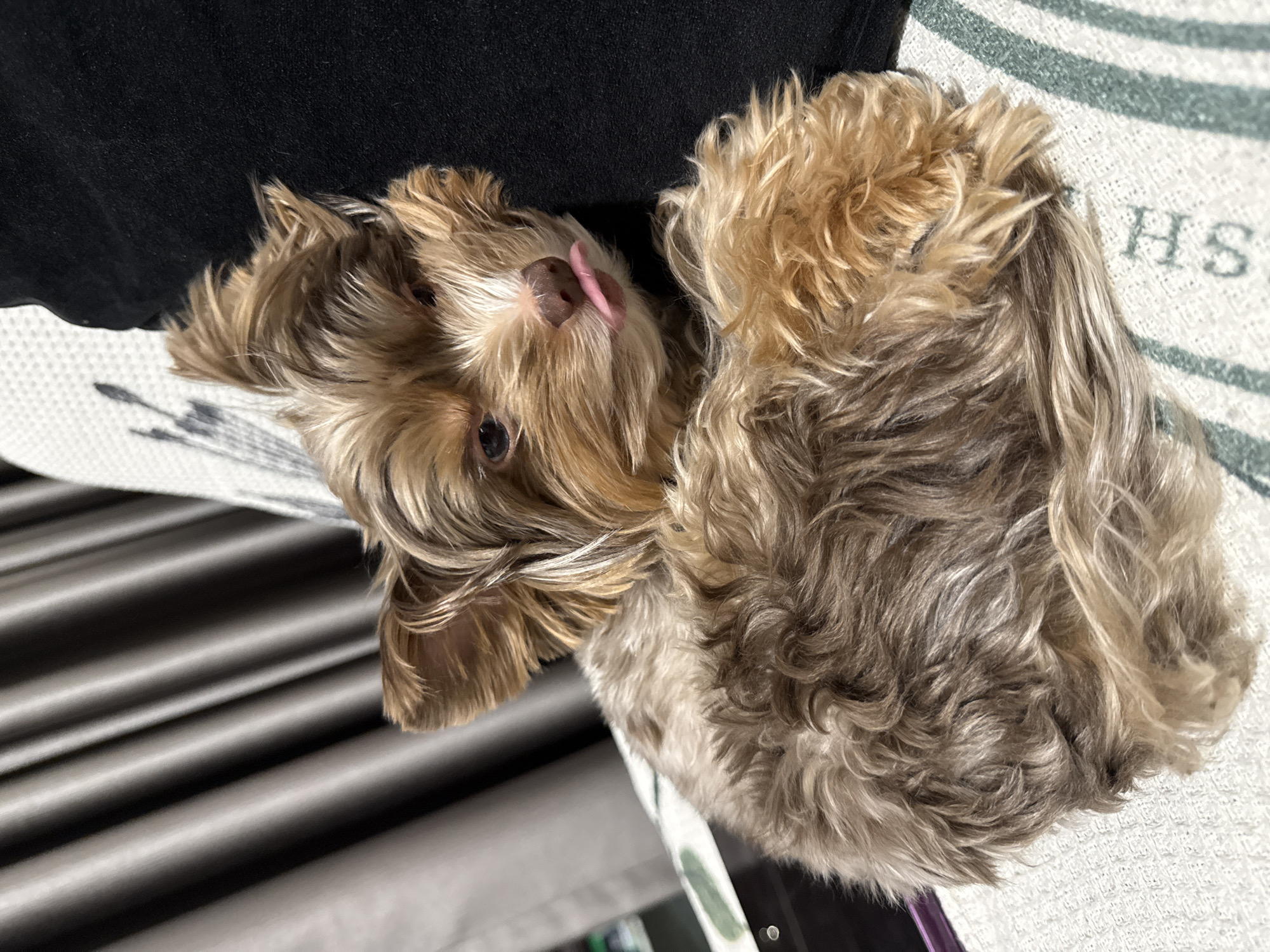 Fluffy dogs lounging on patterned blankets in Thủ Đức