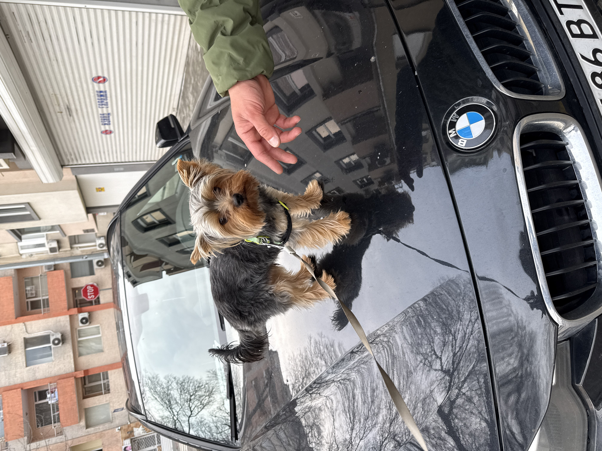 Spring day moments with pets and people in Varna