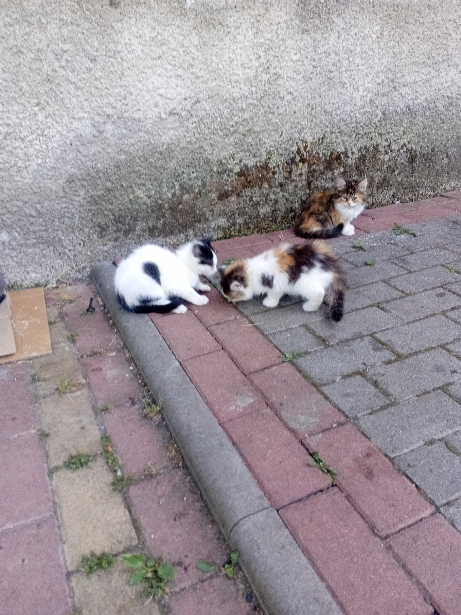 Summer gardens and street cats in Tiachiv, Ukraine