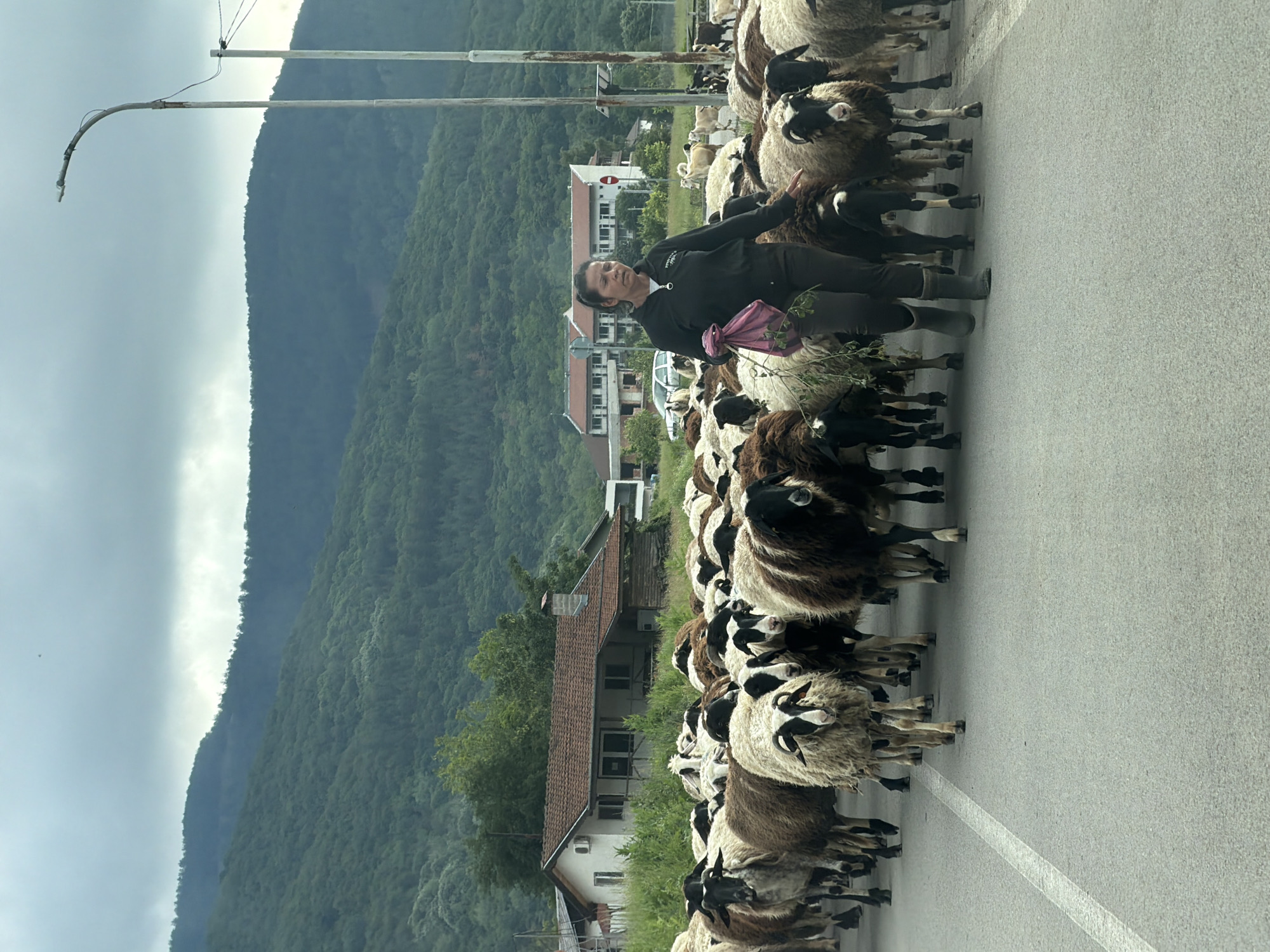Shepherdess guides flock along road in Pravets, Bulgaria