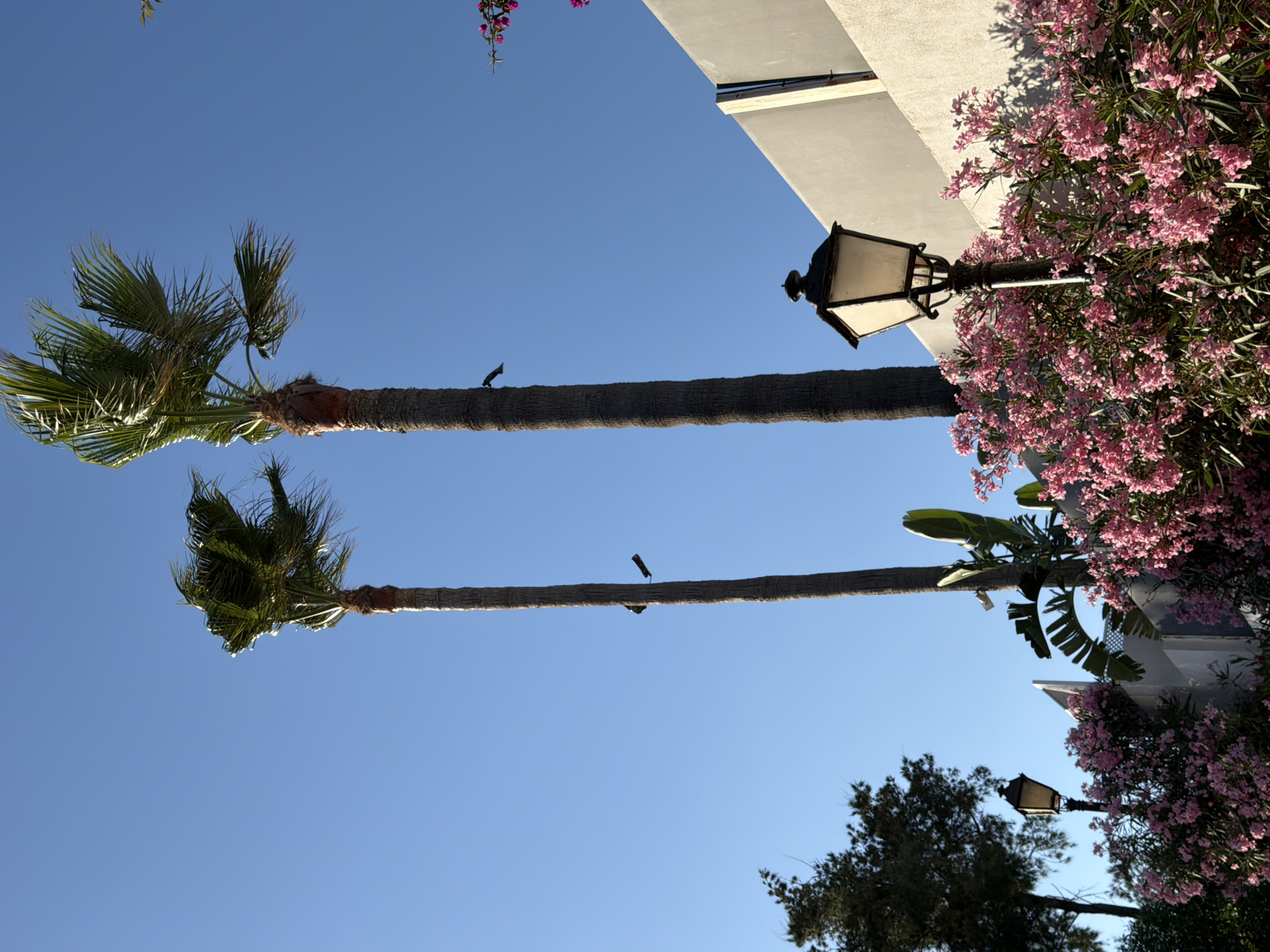 Palm trees and a full moon along the Estepona coastline