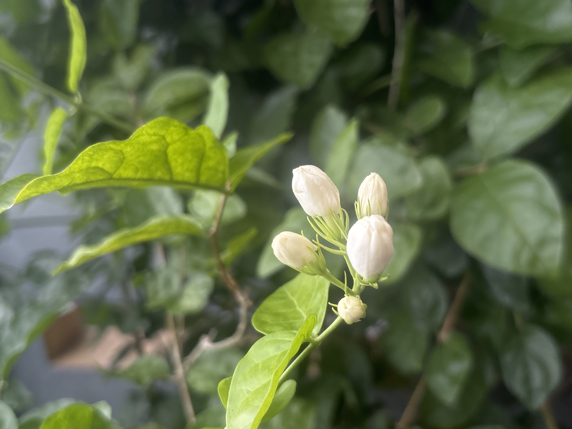 Morning garden life documented in Indonesian city