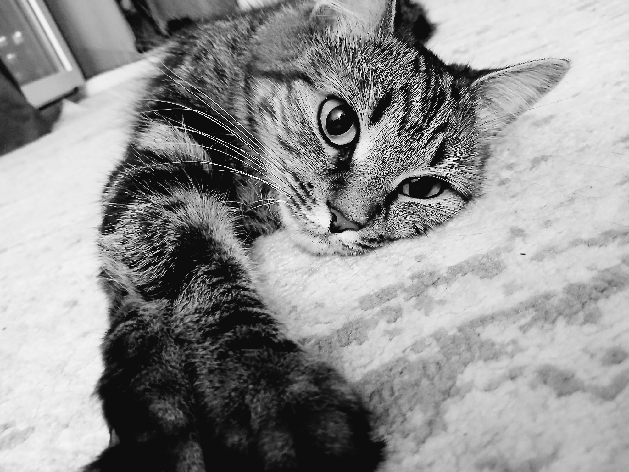 Tabby cat lounging at home, plus a city night shot
