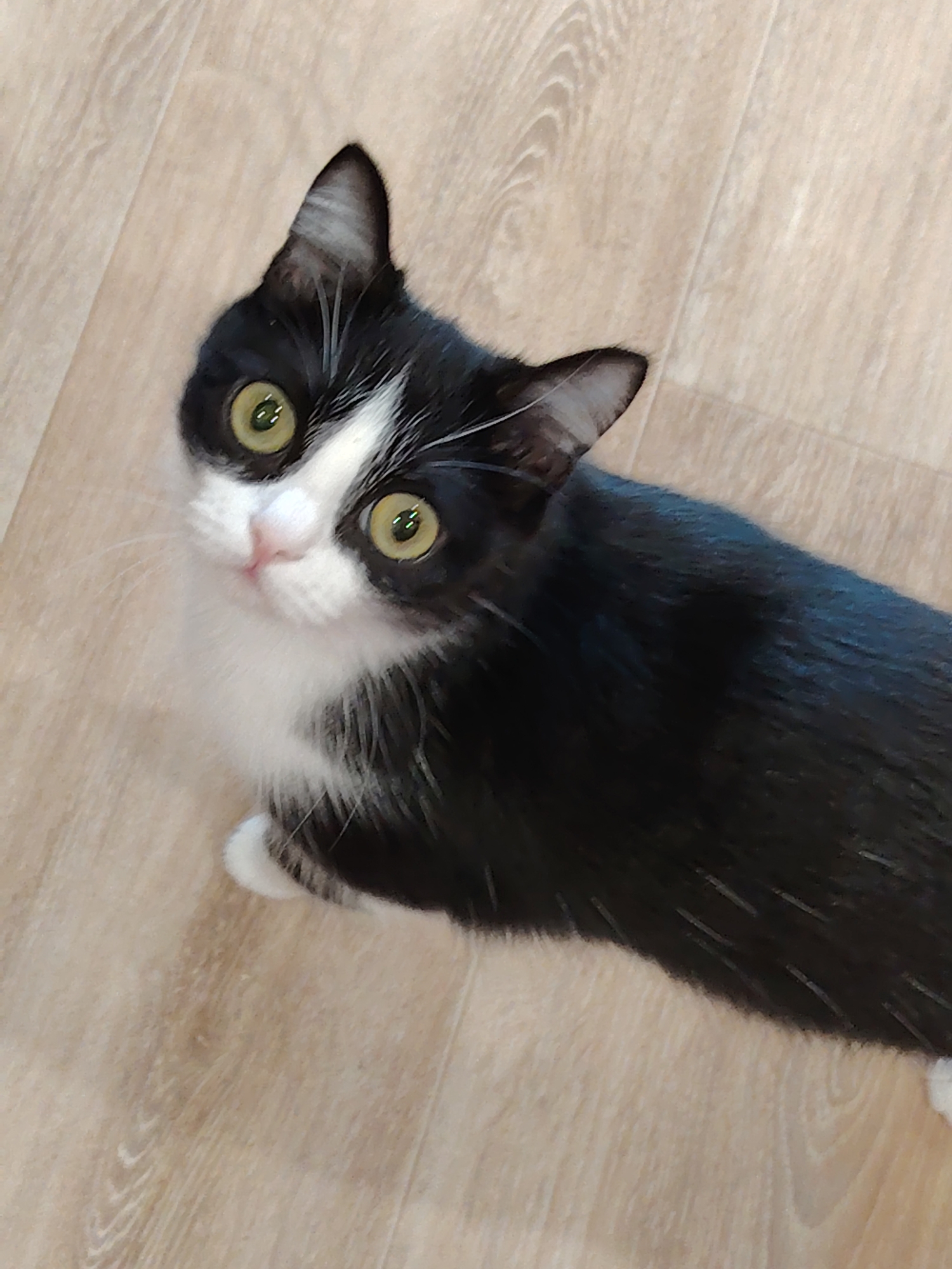 Black and white cat photographed in multiple indoor settings