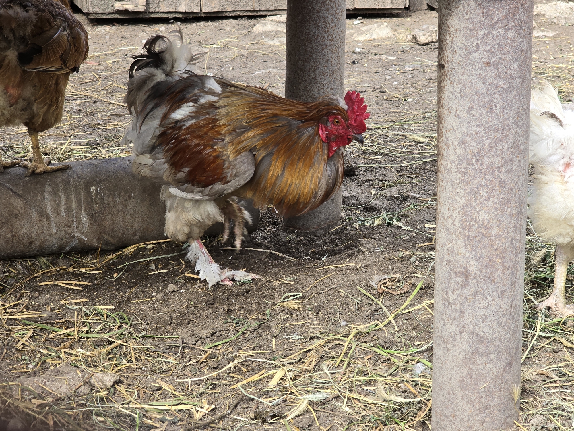 Rural Bulgarian village life documented in 30 everyday moments