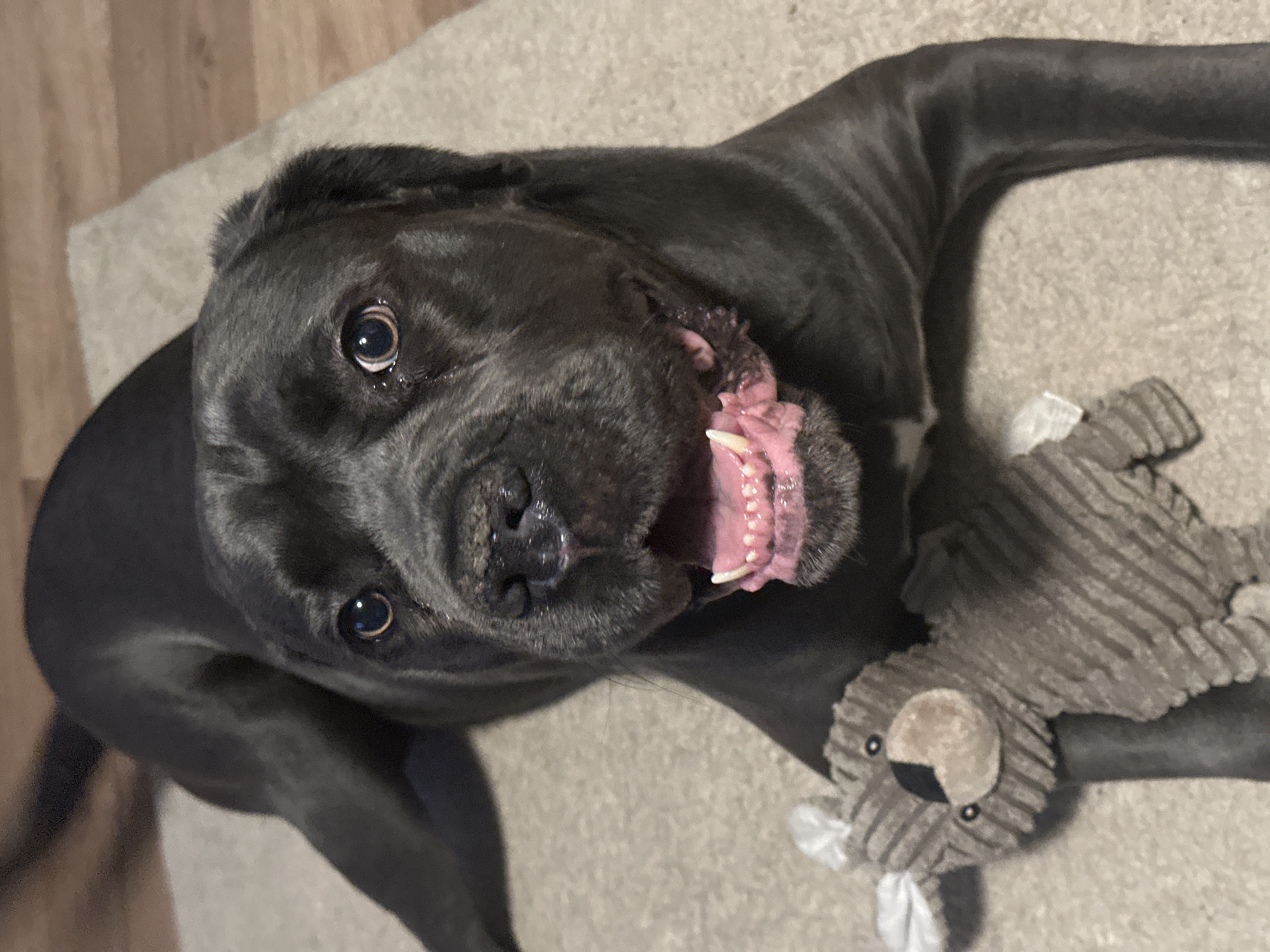 Dark gray dog lounging on carpet with a stuffed toy nearby