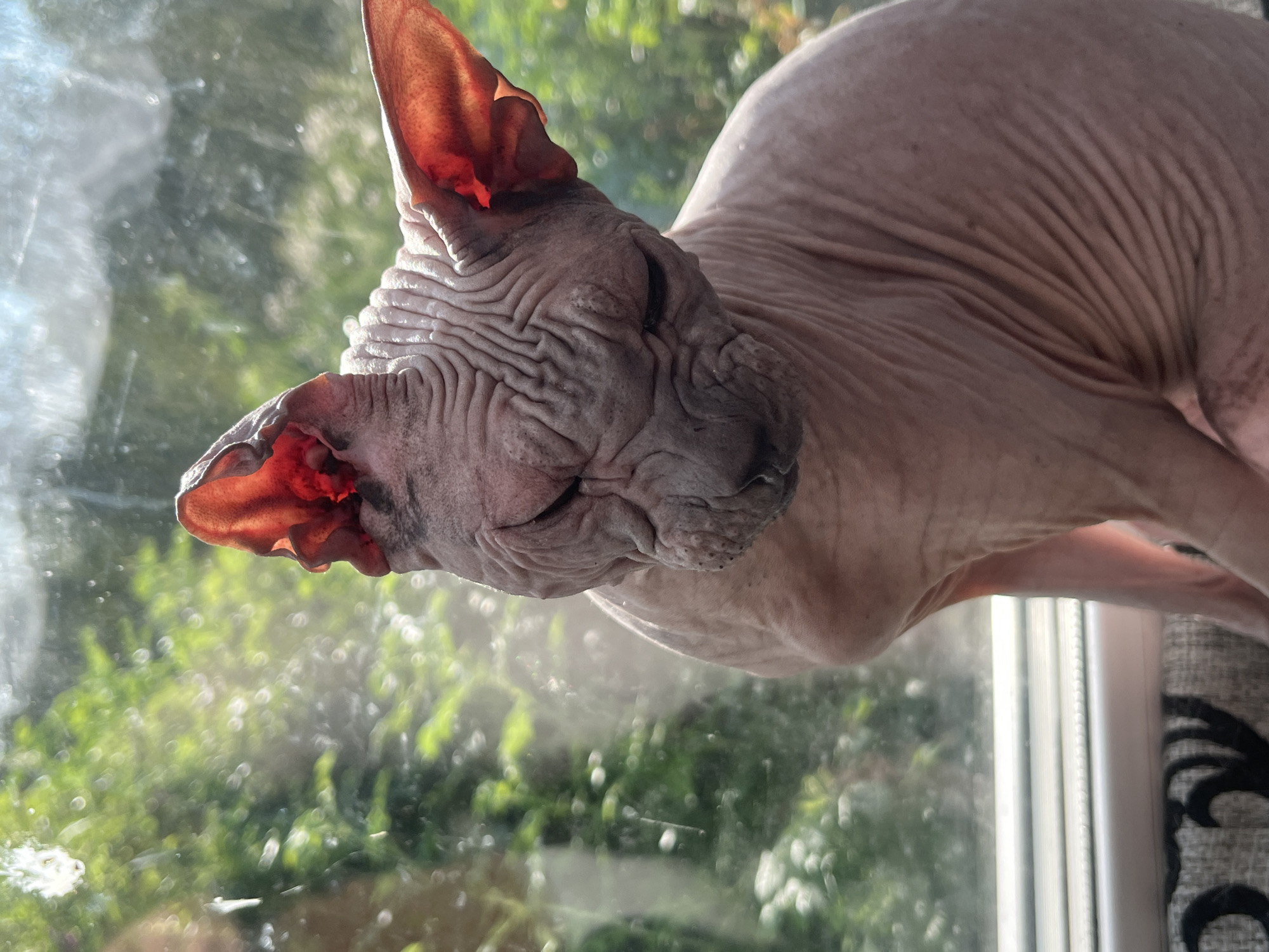 Dogs and a Sphynx cat relaxing at home in Nizhny Tagil