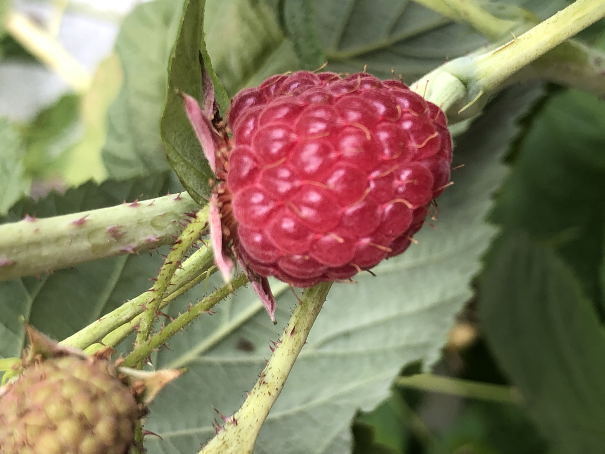 Macro garden shots: wet blooms, a raspberry, and a hidden gnome