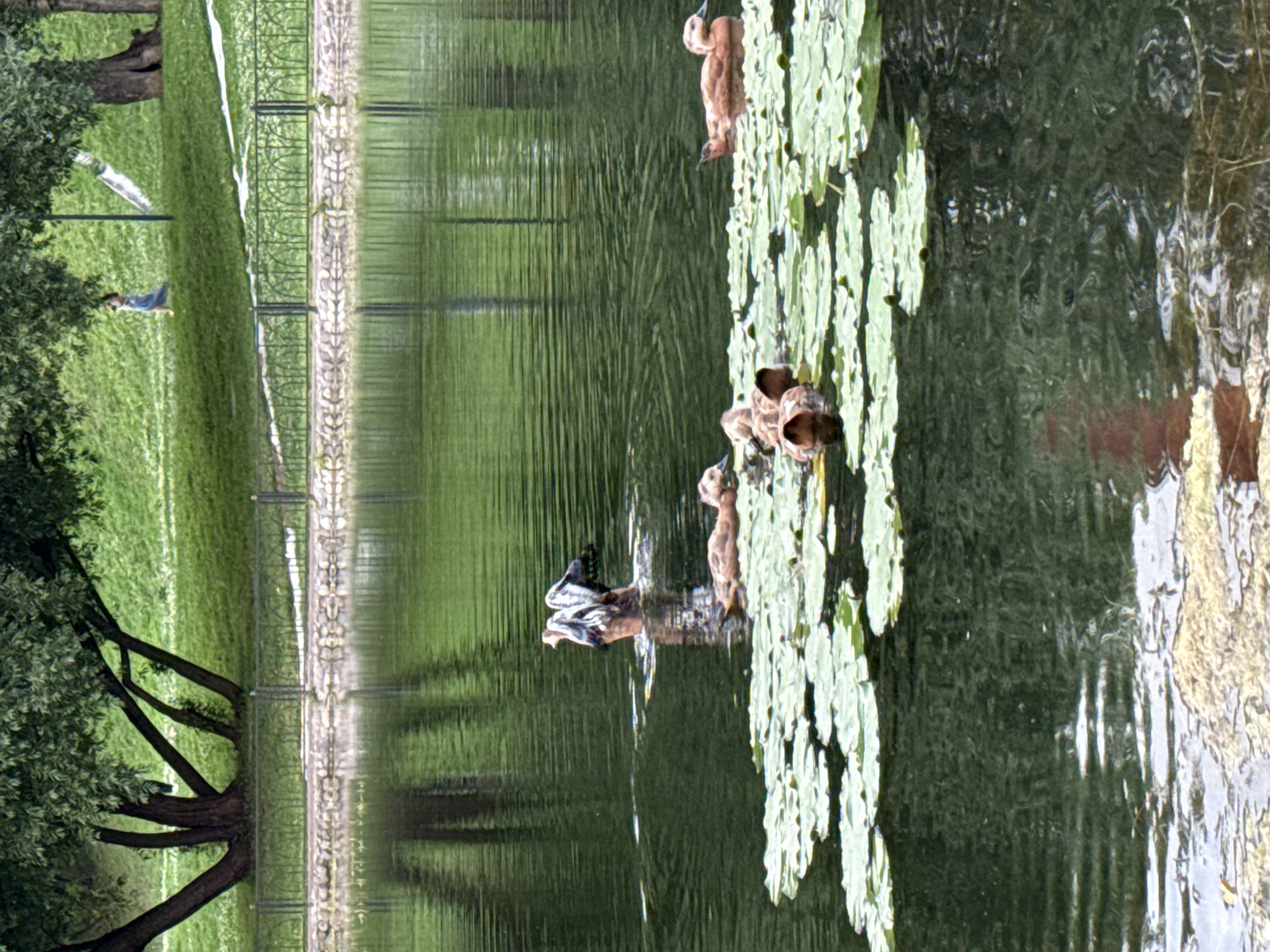 Ducks on a Khimki pond, plus a glimpse of the train station
