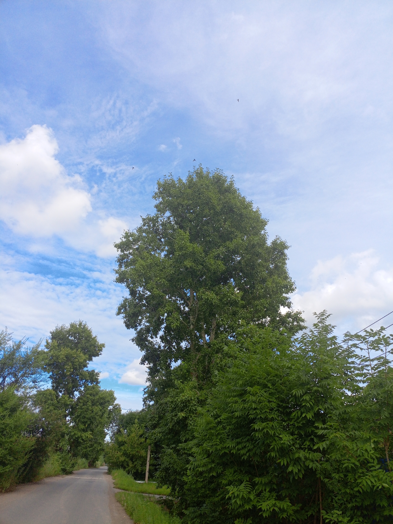 Morning on the water: shorelines, a paddleboarder, and open skies