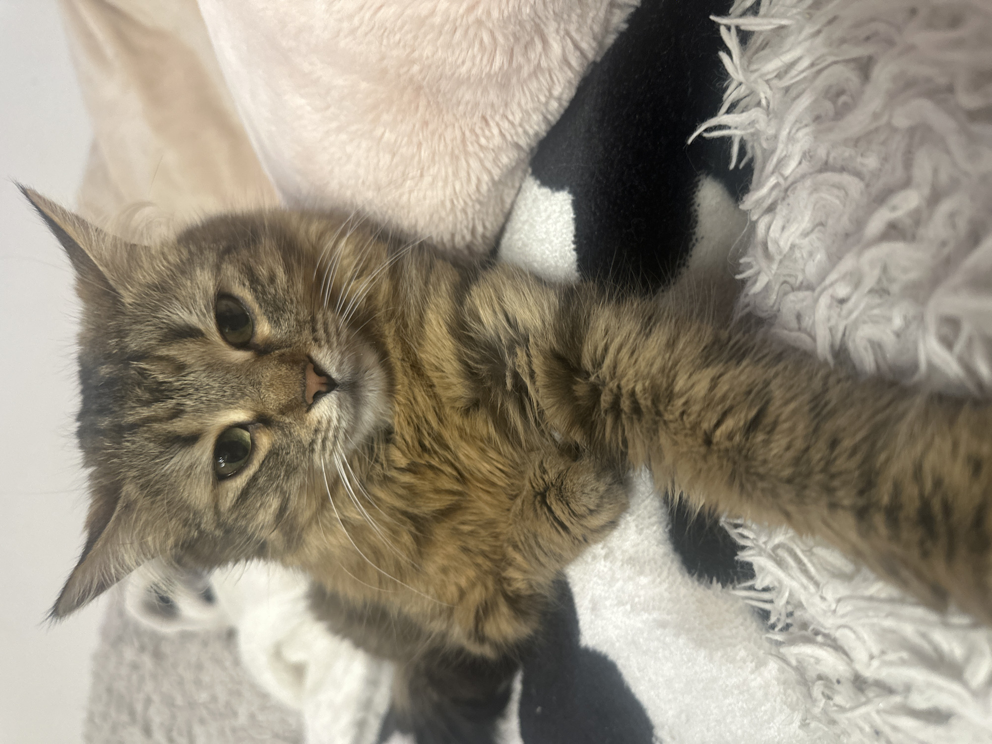 Brown tabby cat rests on colorful blankets