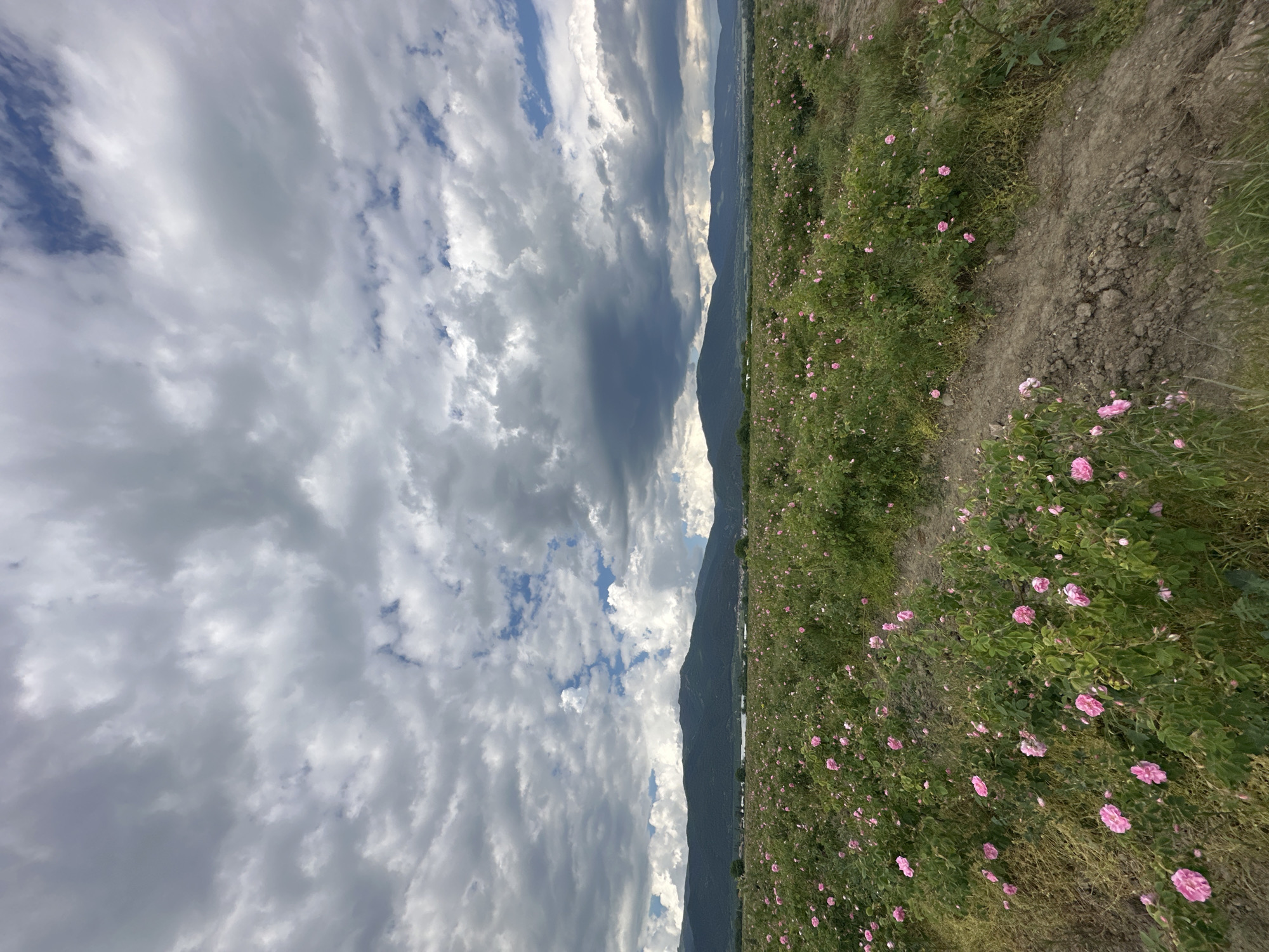 Pink rose field captured in Kran, Bulgaria countryside