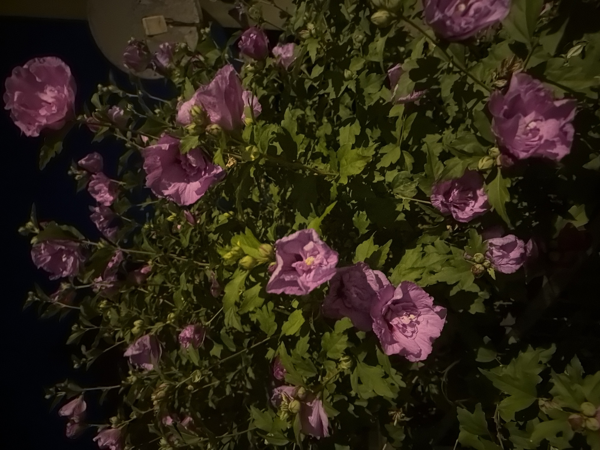 Summer night in Szczecin: flowers and lit streets