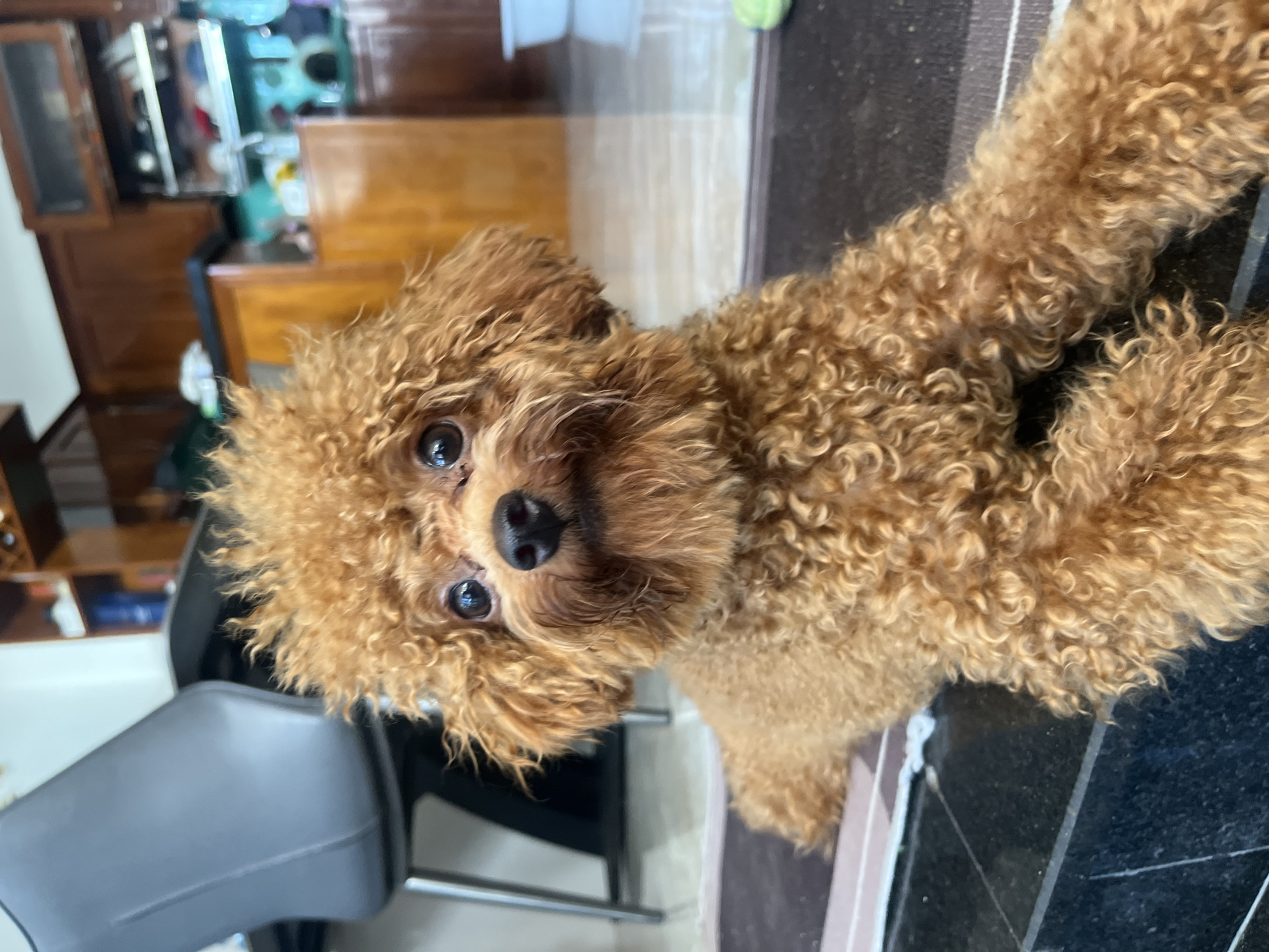 Family morning routine with poodle documented in Vietnamese household