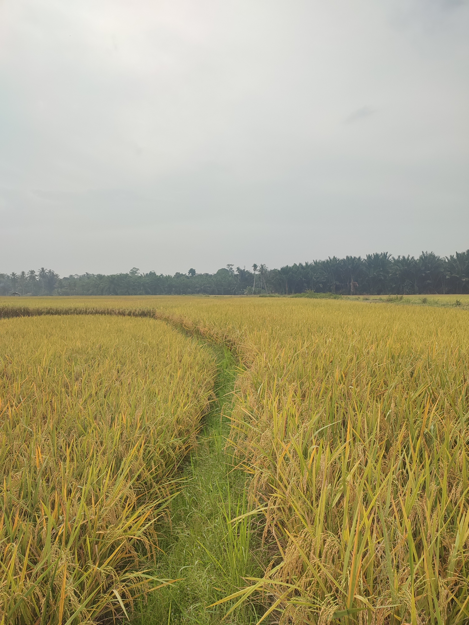 Rural life and cultural moments documented in Blangriek, Indonesia