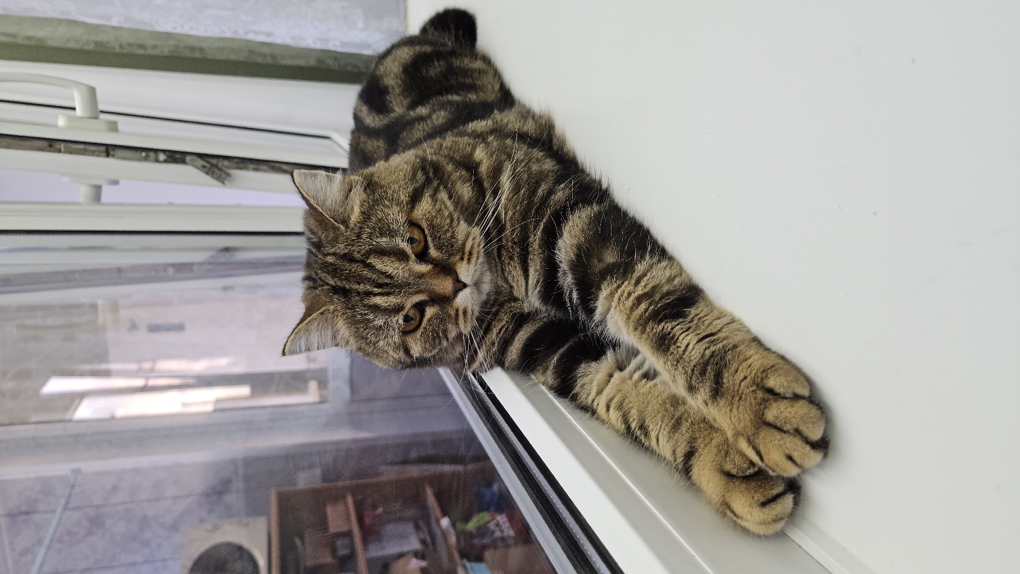 Tabby cat observed resting and grooming indoors