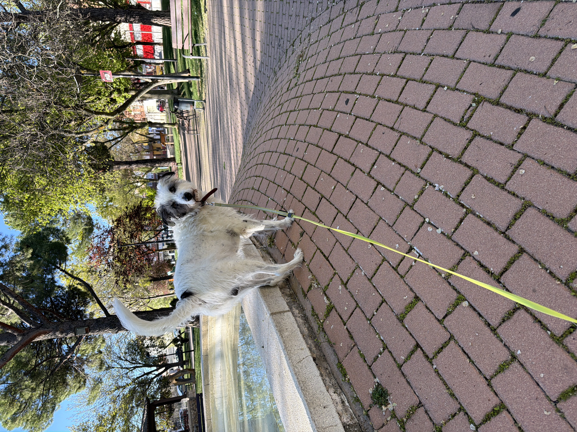 Spring morning dog walk documented in Azuqueca de Henares