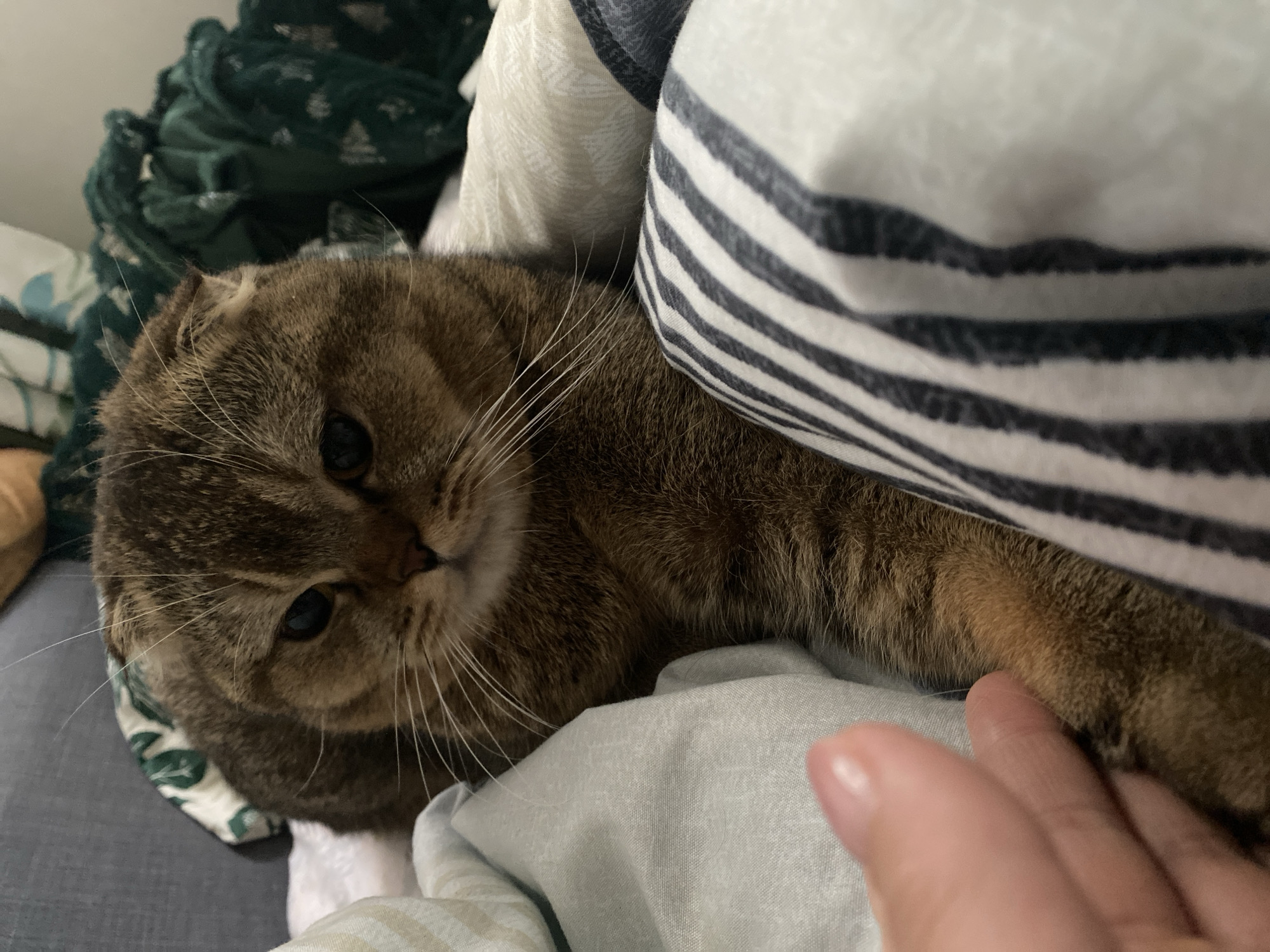 Scottish Fold cat rests on bed in Krasnodar home