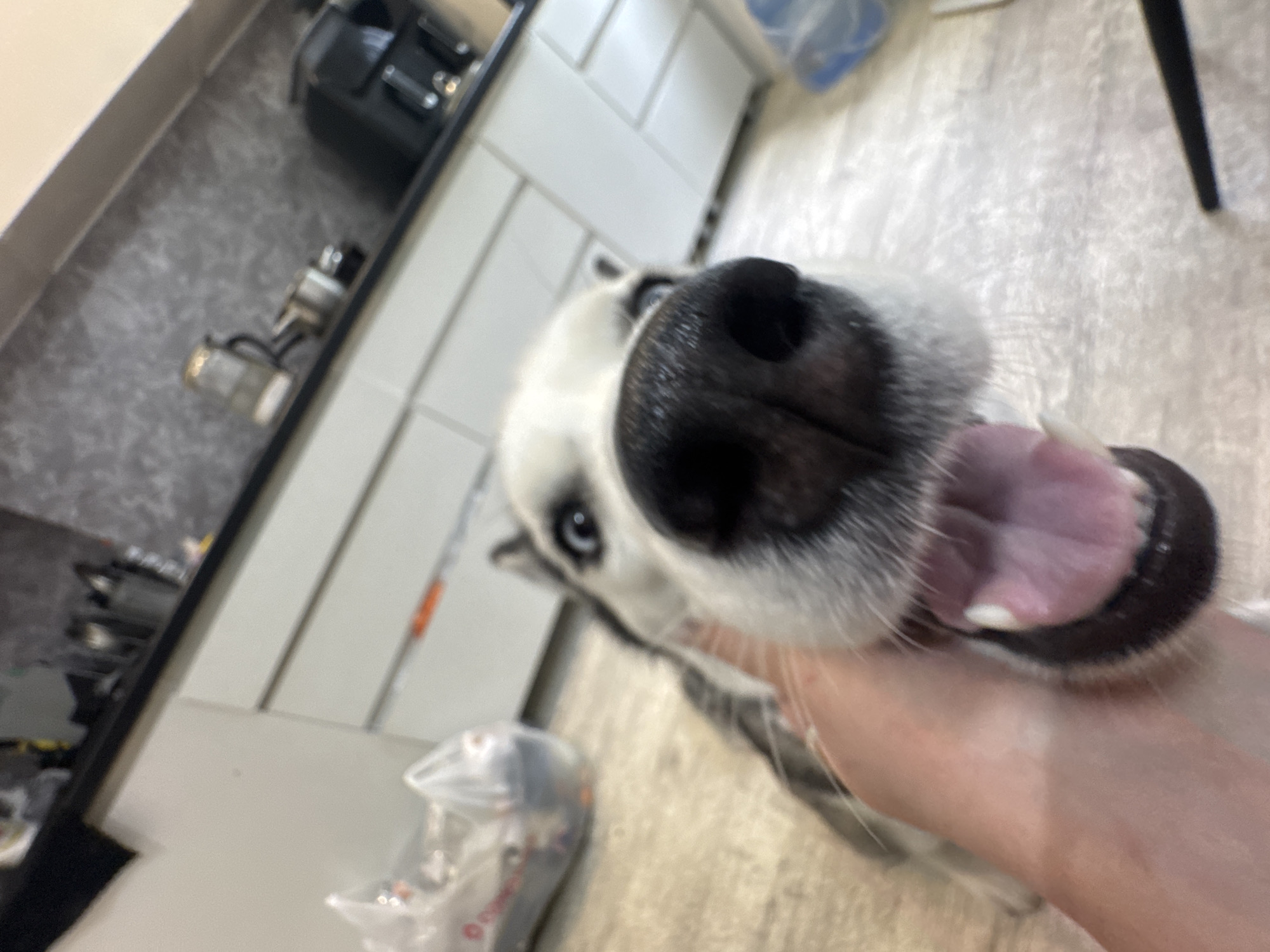 Morning selfie session with husky dog in urban setting
