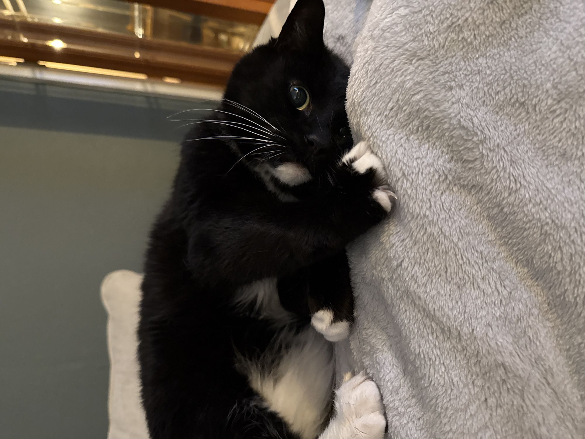 Tuxedo cat plays and rests on blanket in Suffolk