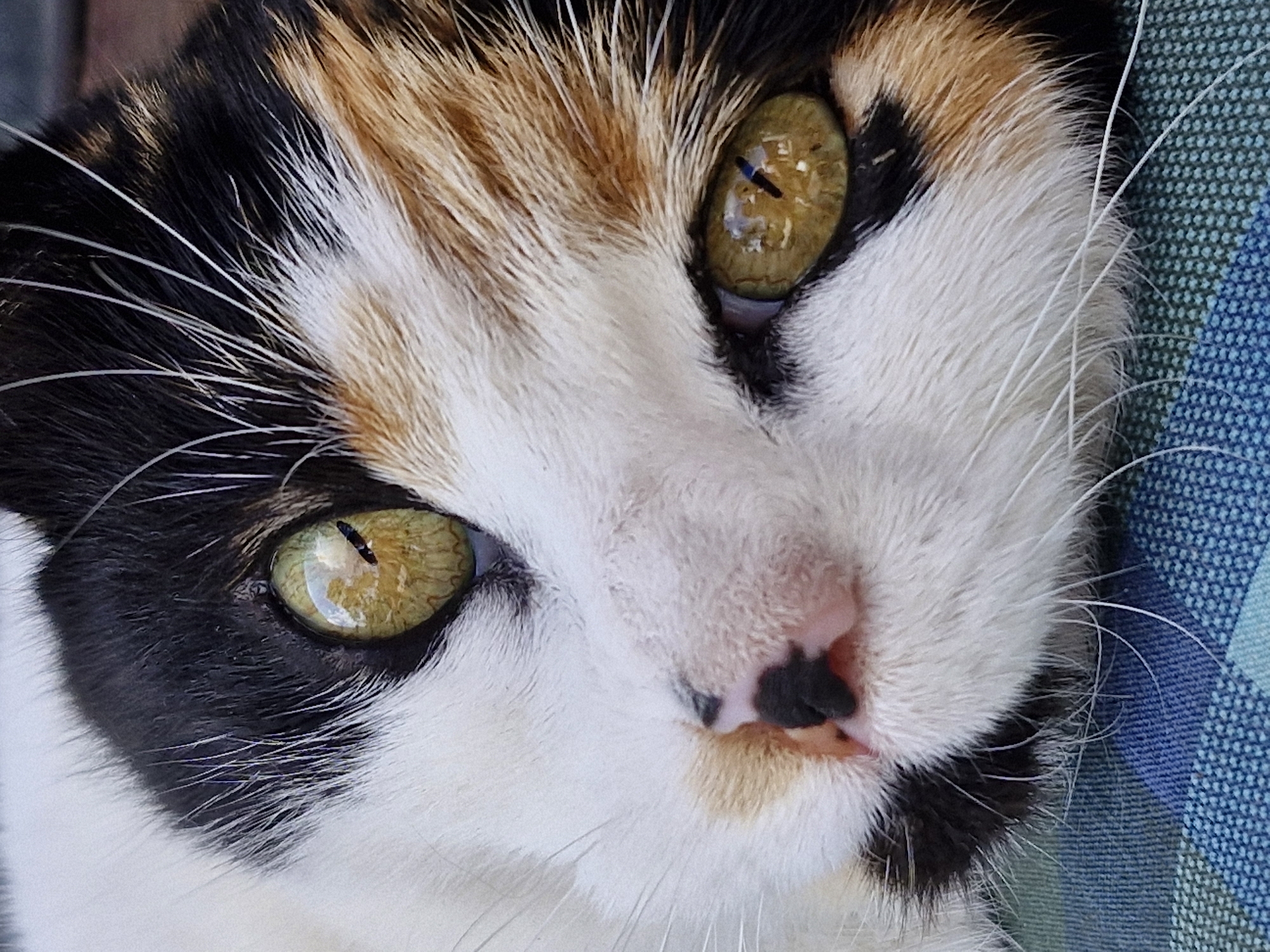 Calico cat lounging on a striped cushion in Klaipėda