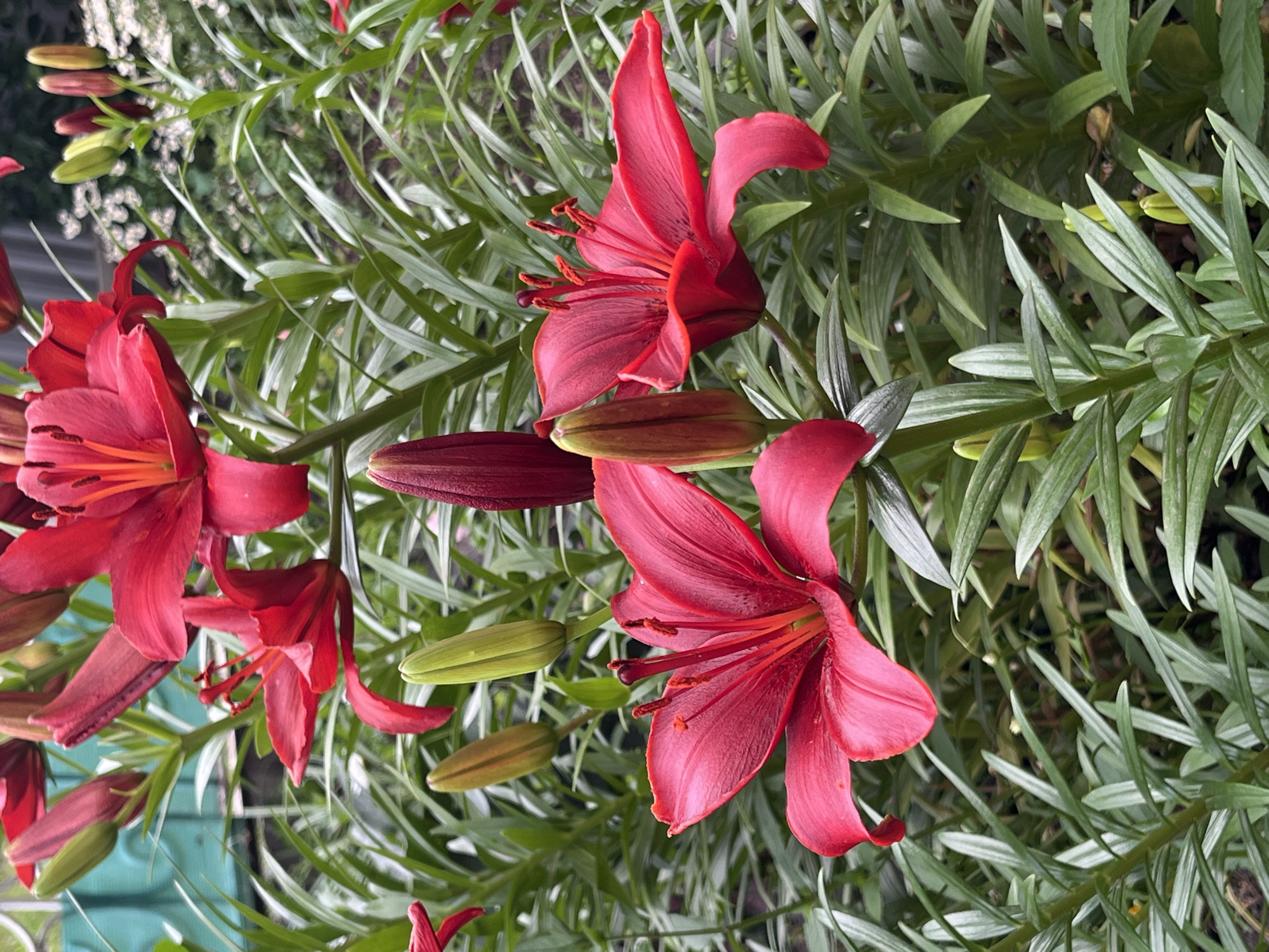 Red lilies in bloom and a drive through Starobaltachevo