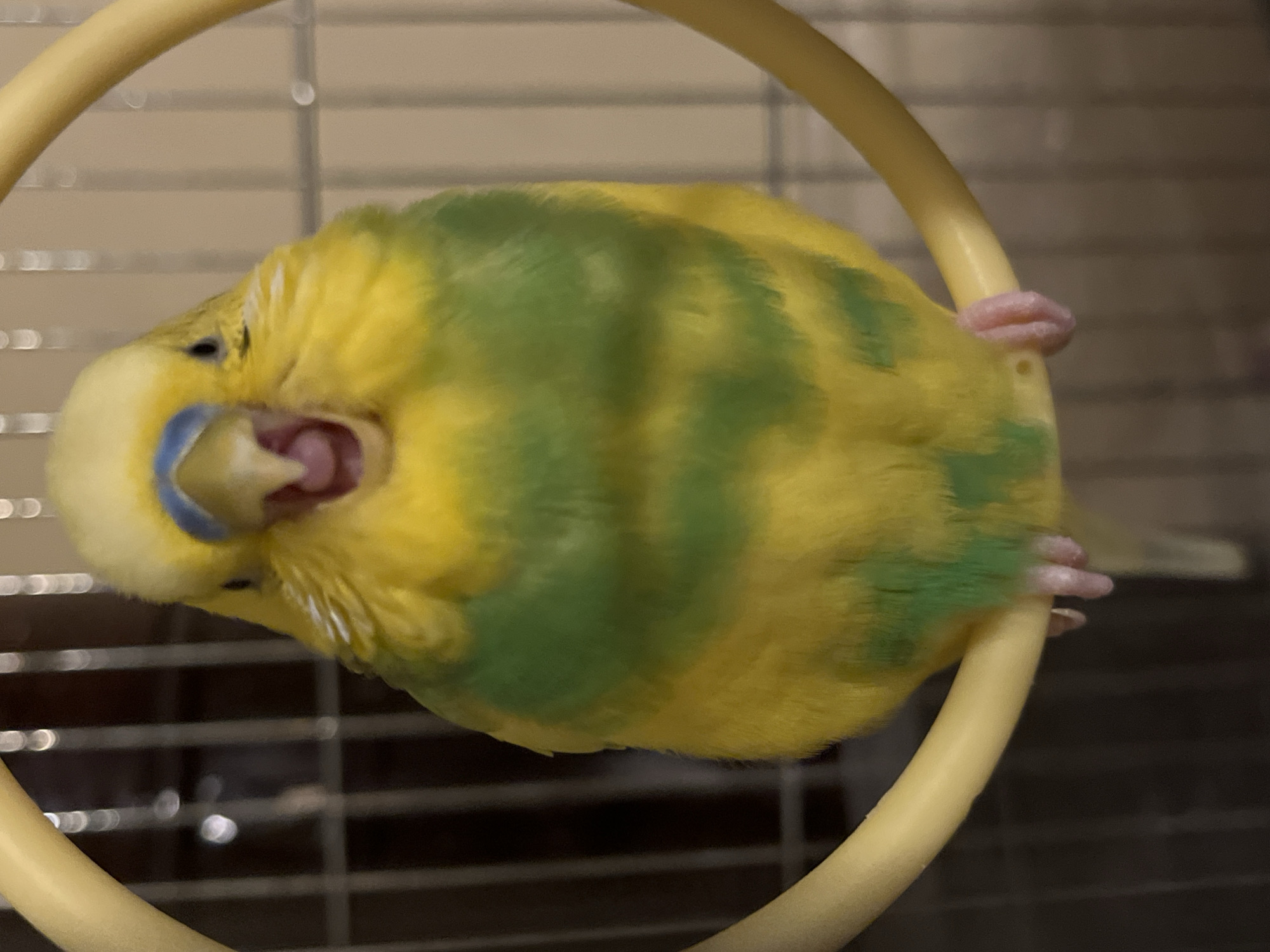 Budgerigars perched inside a cage in Shumen, Bulgaria