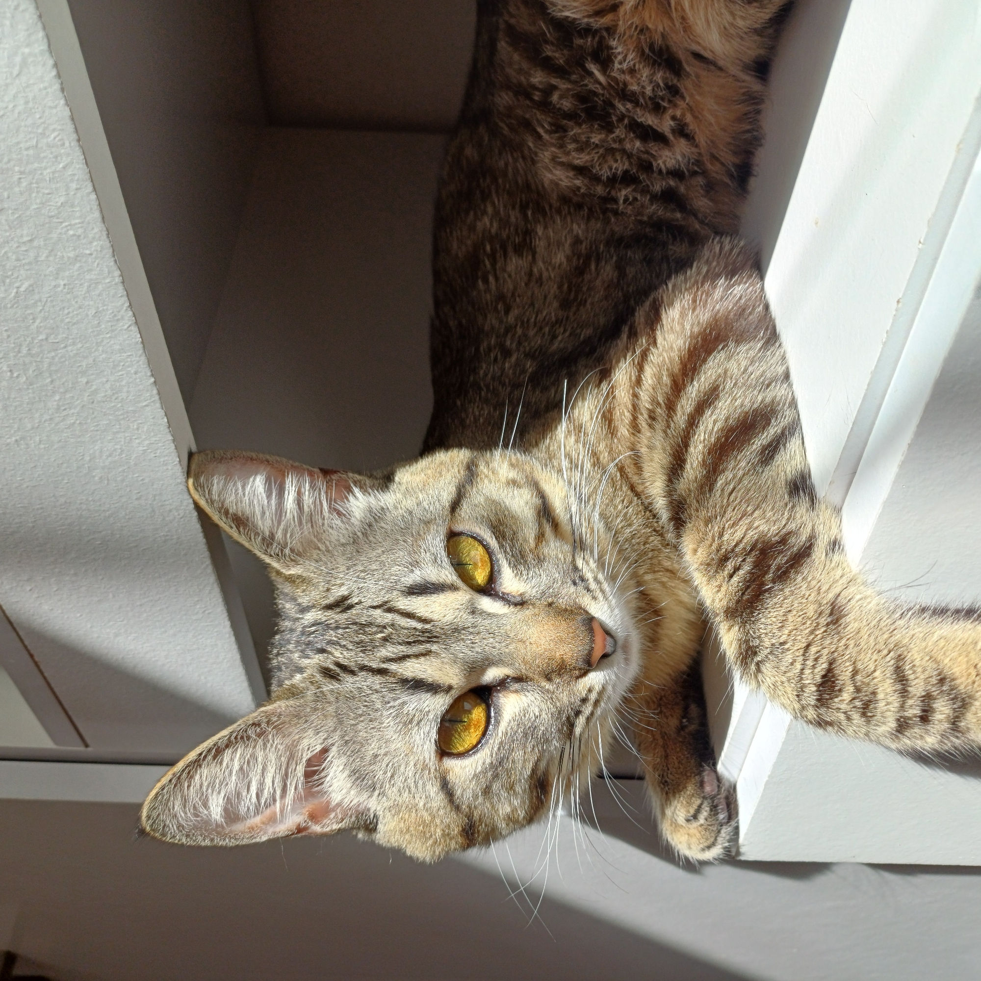 Tabby cat photographed upside down in Curitiba alleyway