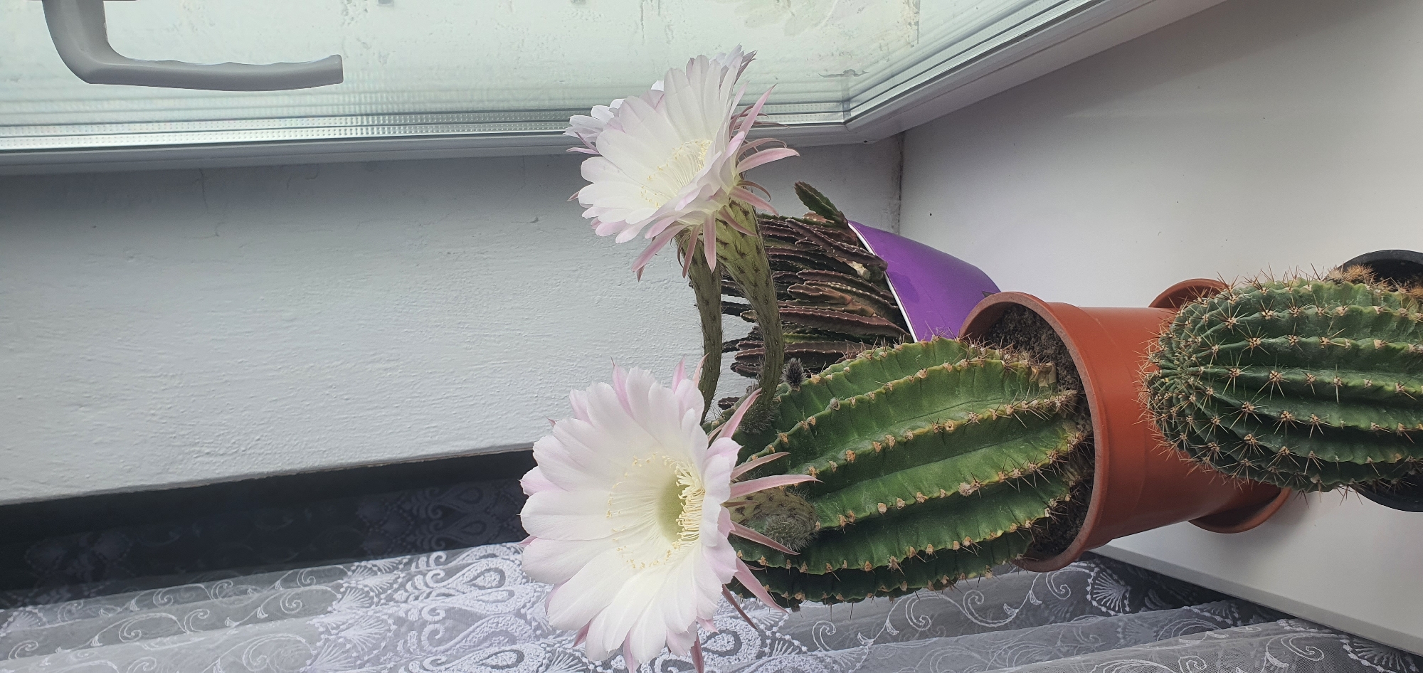 Blooming cacti on a windowsill, flowers in full display