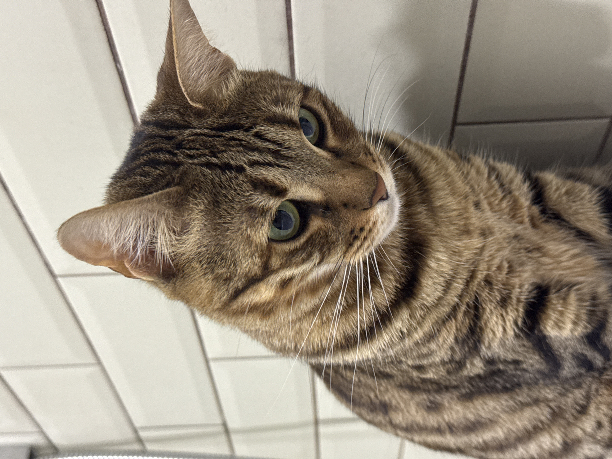 Tabby cat's bathroom routine captured in Votkinsk home