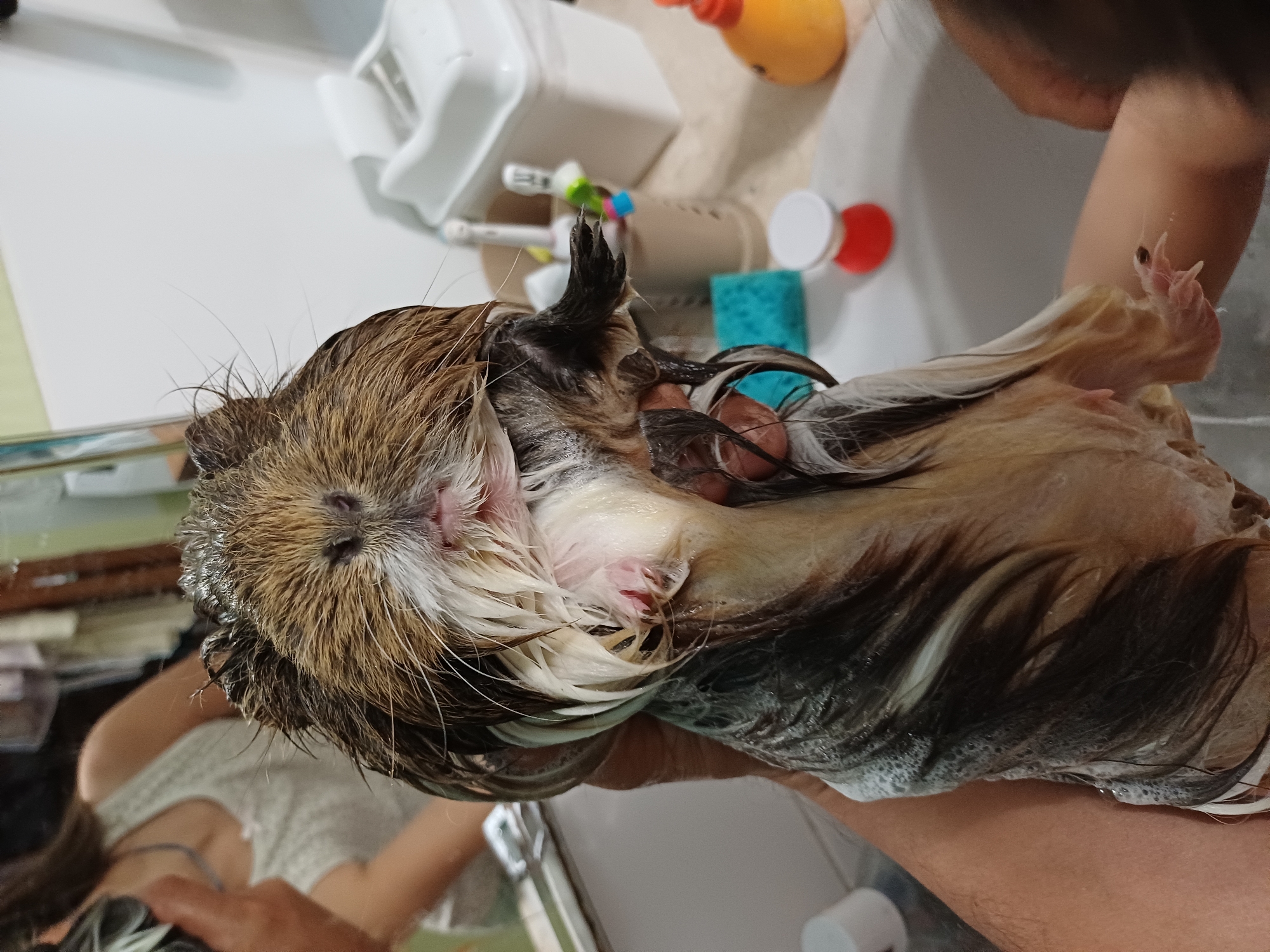 Guinea pig bath time, multiple angles, Sochi sink