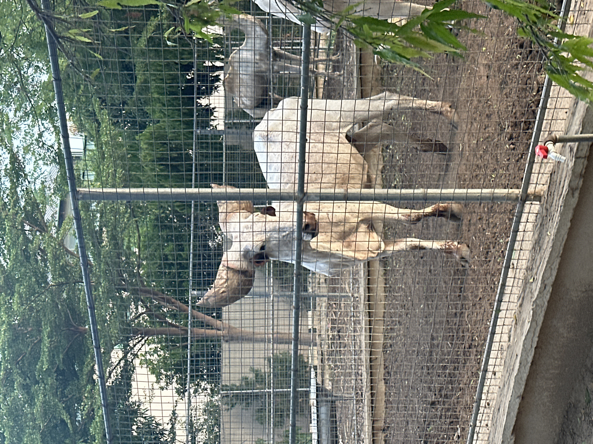 Afternoon tour of a Batagarawa zoo and its surrounding grounds