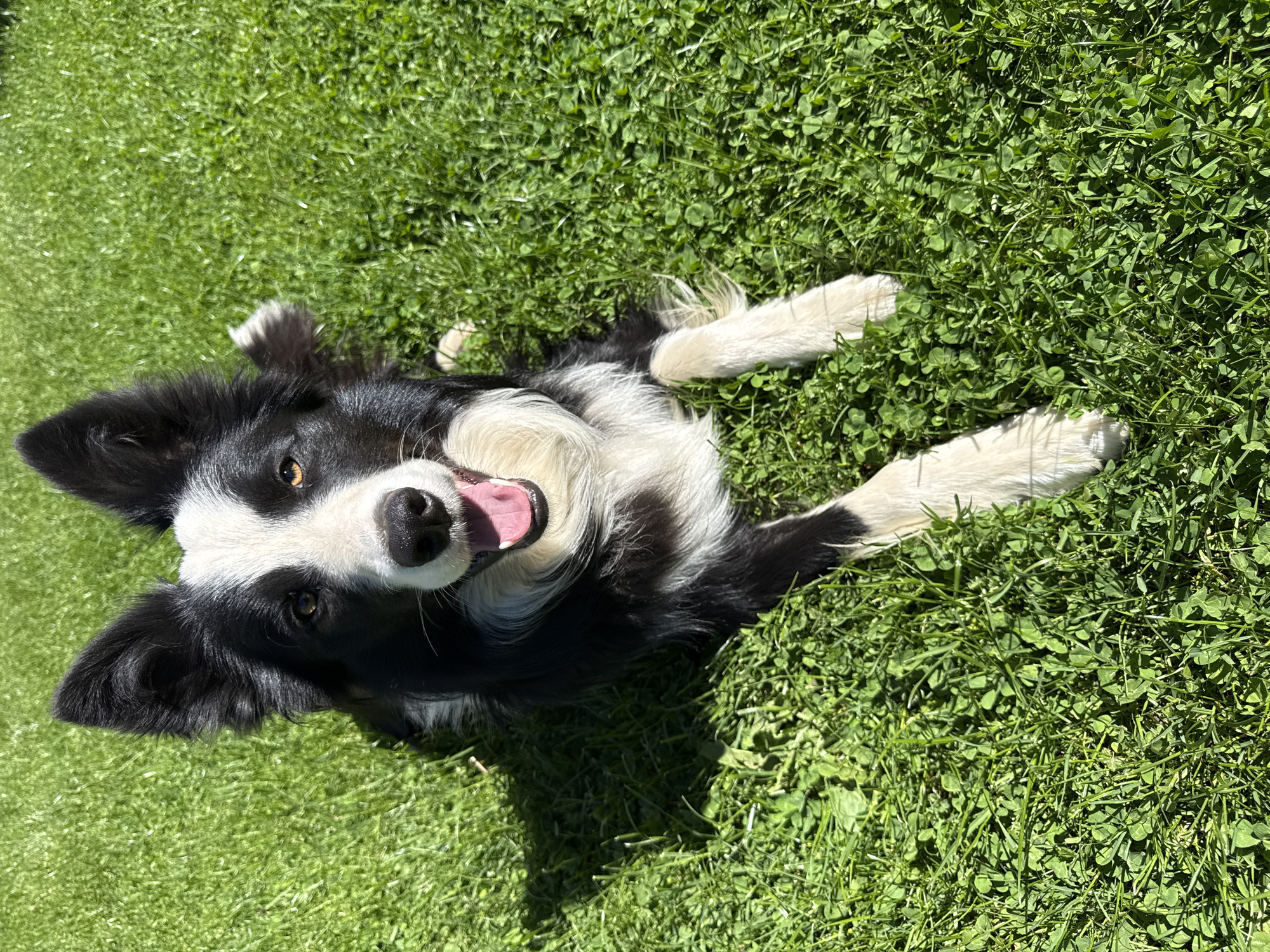 Border Collie, Ginger Cat Spotted in Berkovitsa Park Areas