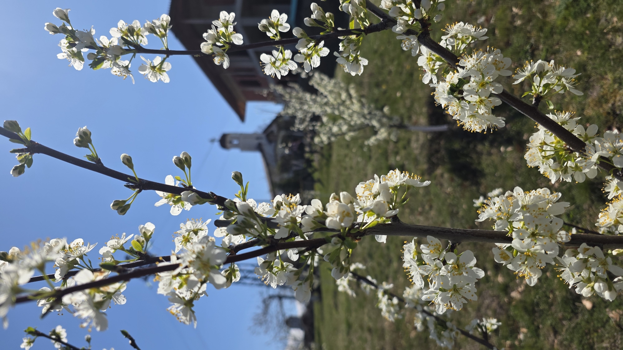 Spring morning walk documented in Bulgarian village Marulevo
