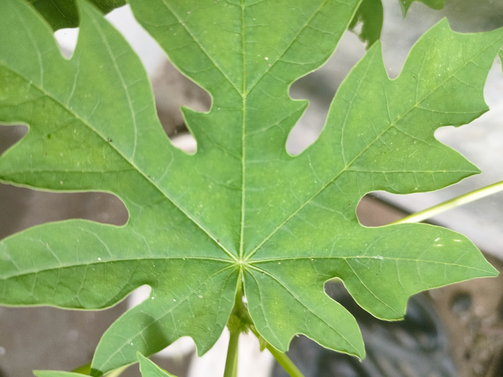 Close-up survey of plants, surfaces, and textures in an outdoor space