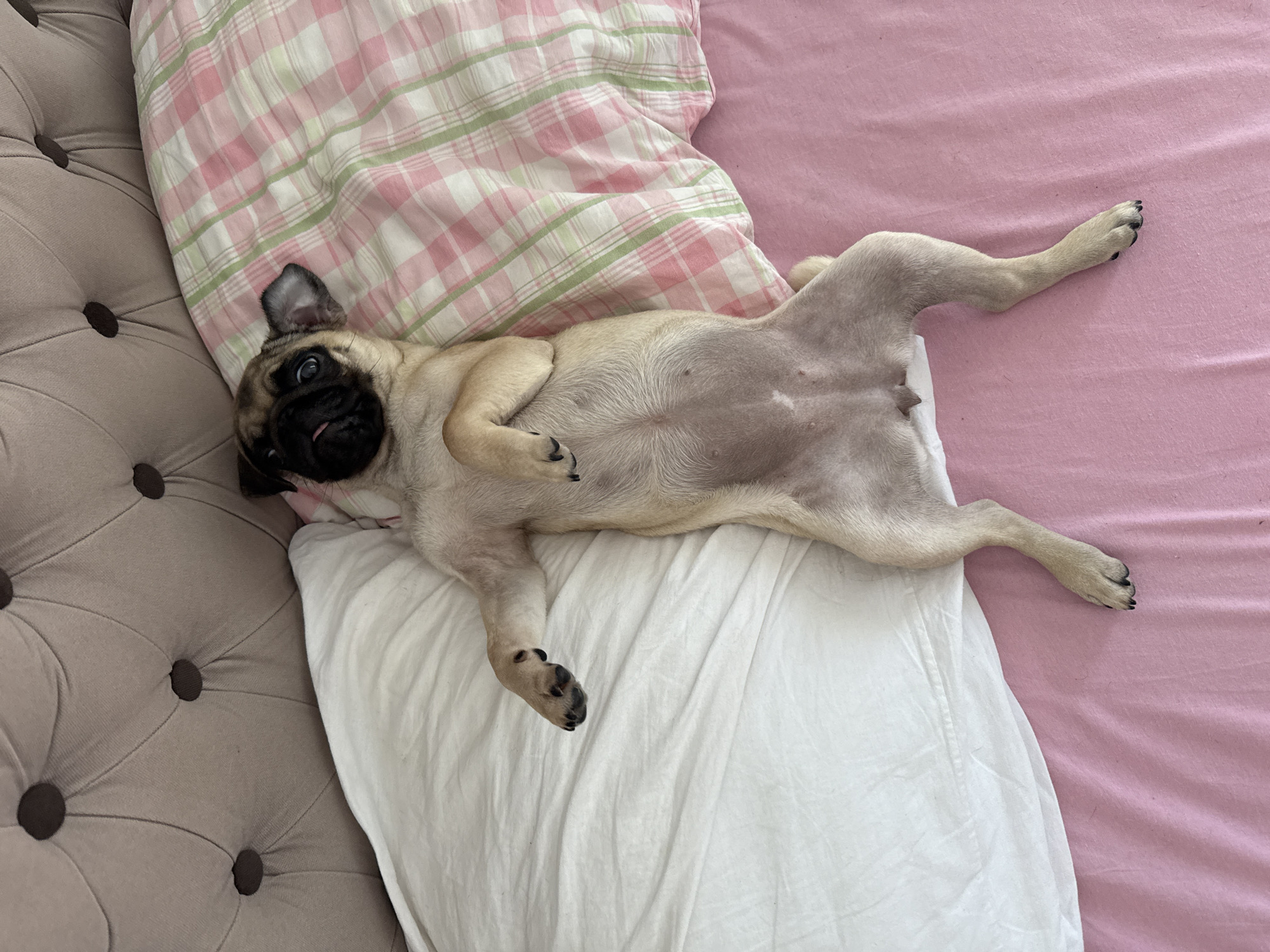 Pugs doing absolutely nothing on various beds