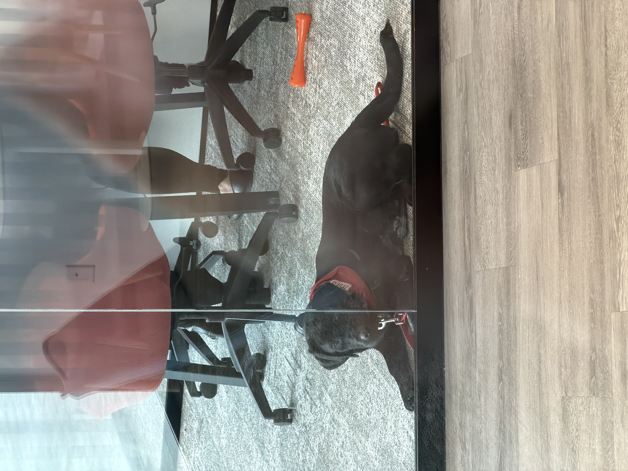 Dog rests in Montreal office during workday