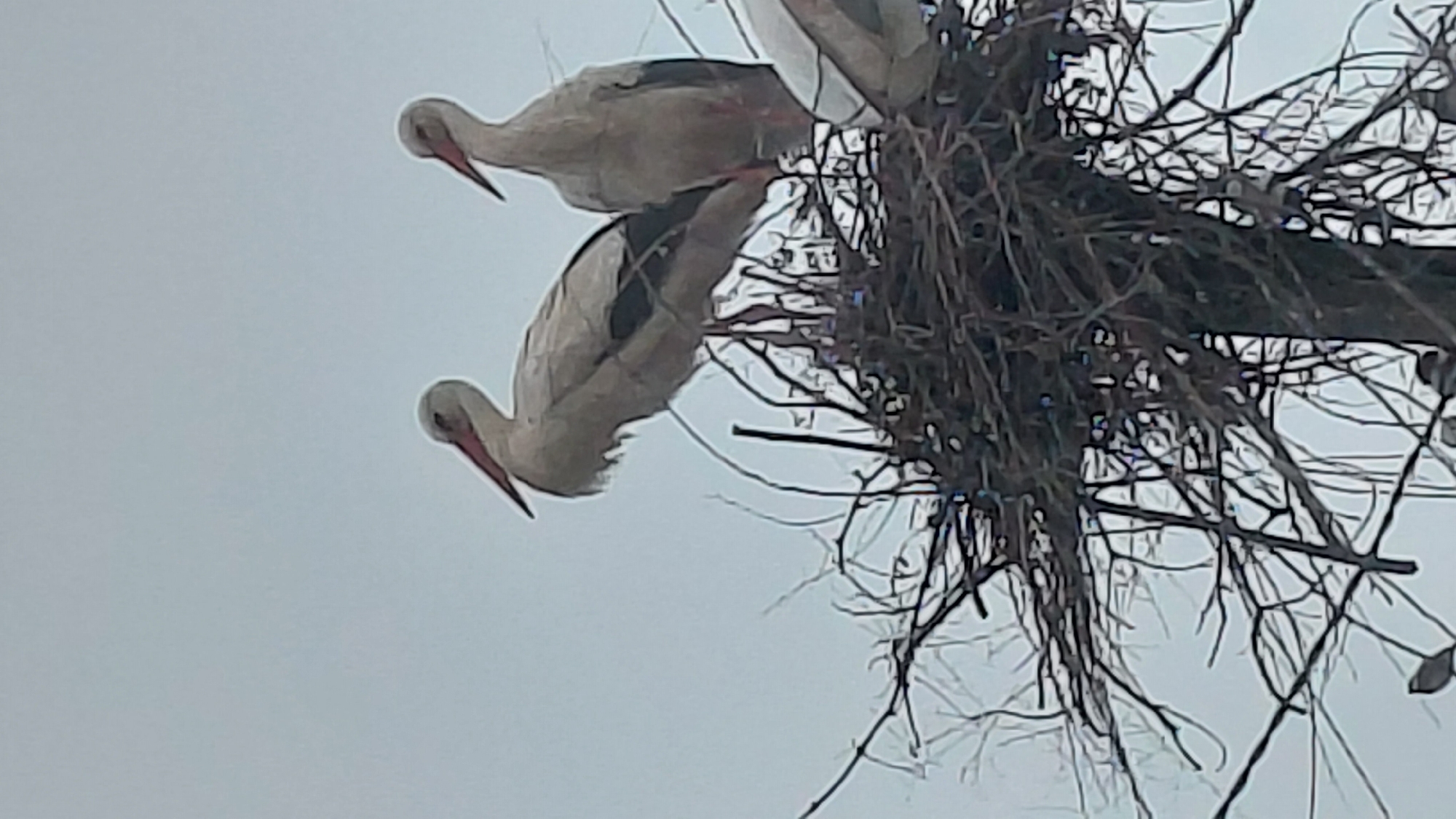 White storks spotted nesting on utility pole