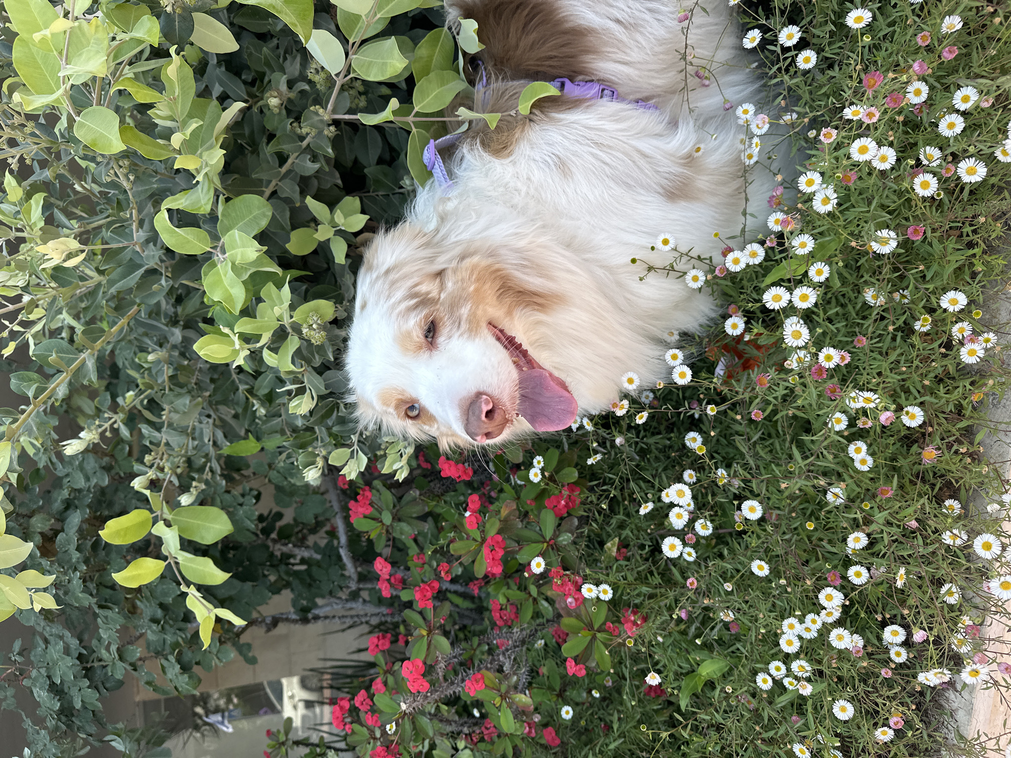 Person walks dog in sunny Ramat Gan garden